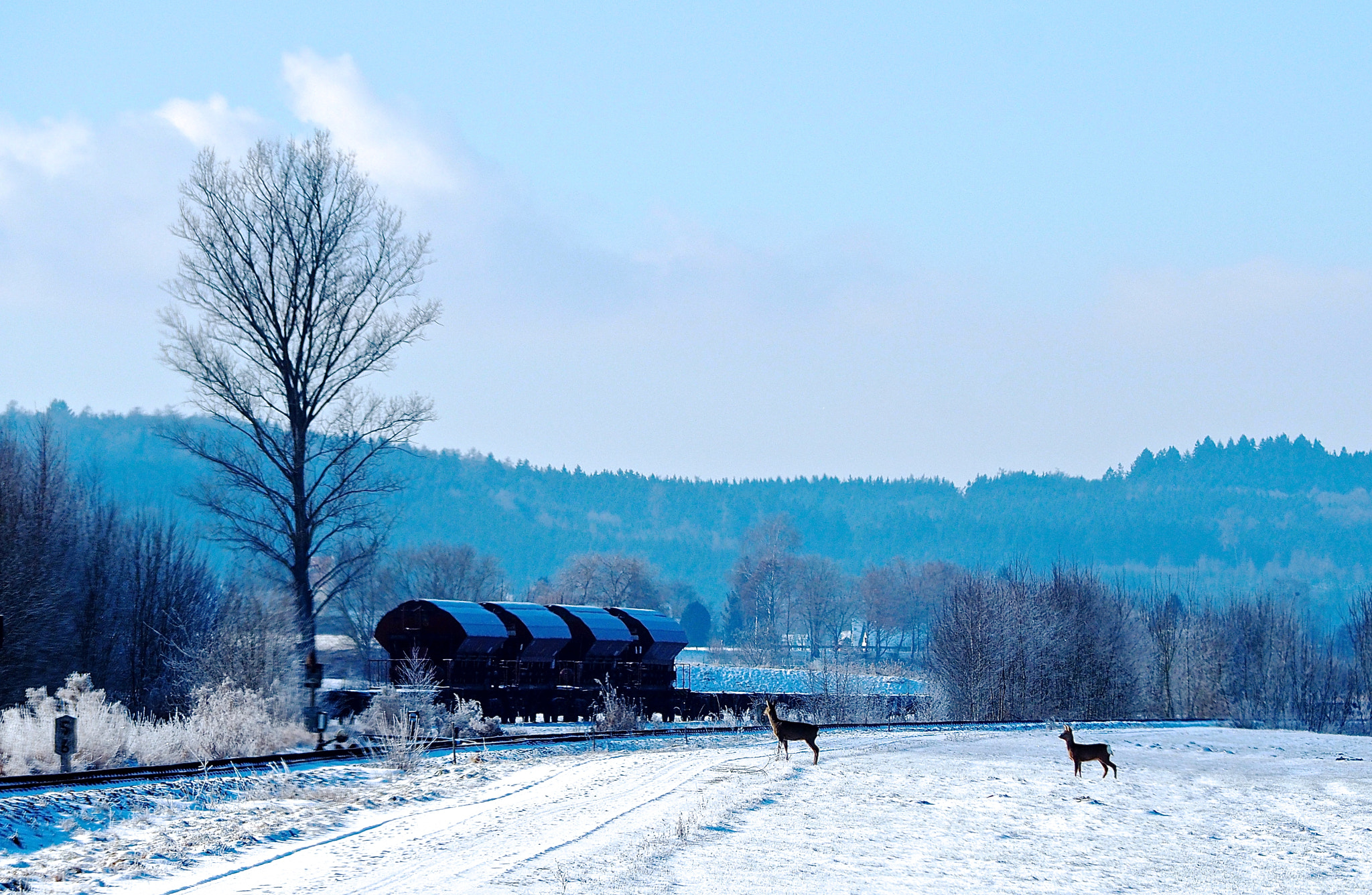 Olympus OM-D E-M5 II sample photo. Oh deer....railroad tracks... photography