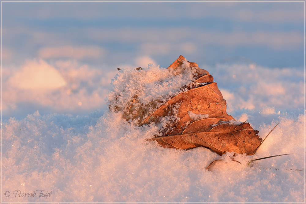 Sigma 150mm F2.8 EX DG Macro HSM sample photo. Win-tumn photography