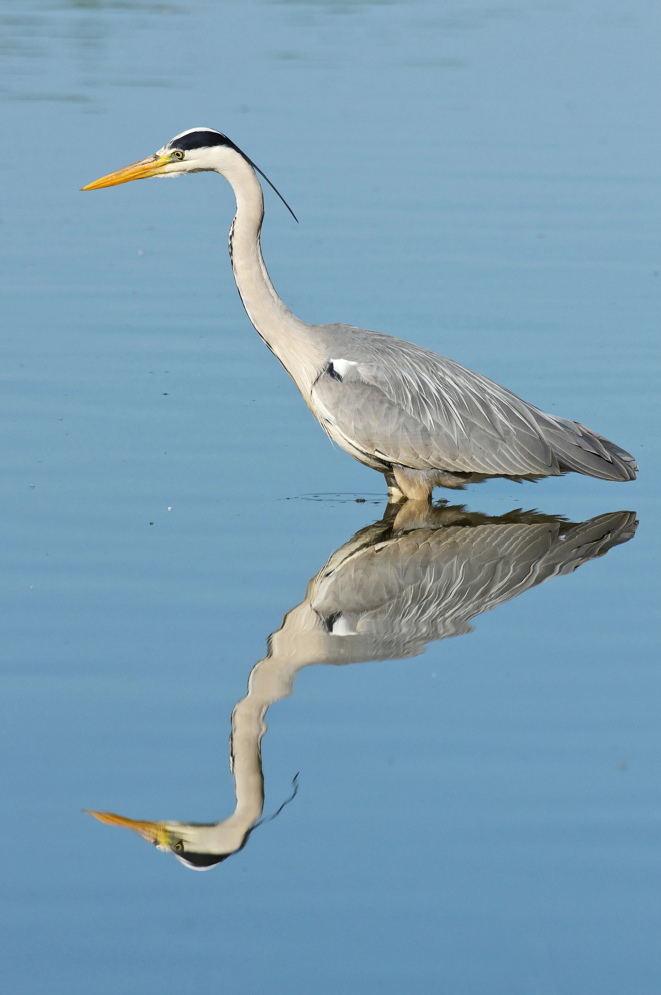 Pentax K-3 sample photo. Grey heron - airone cenerino photography
