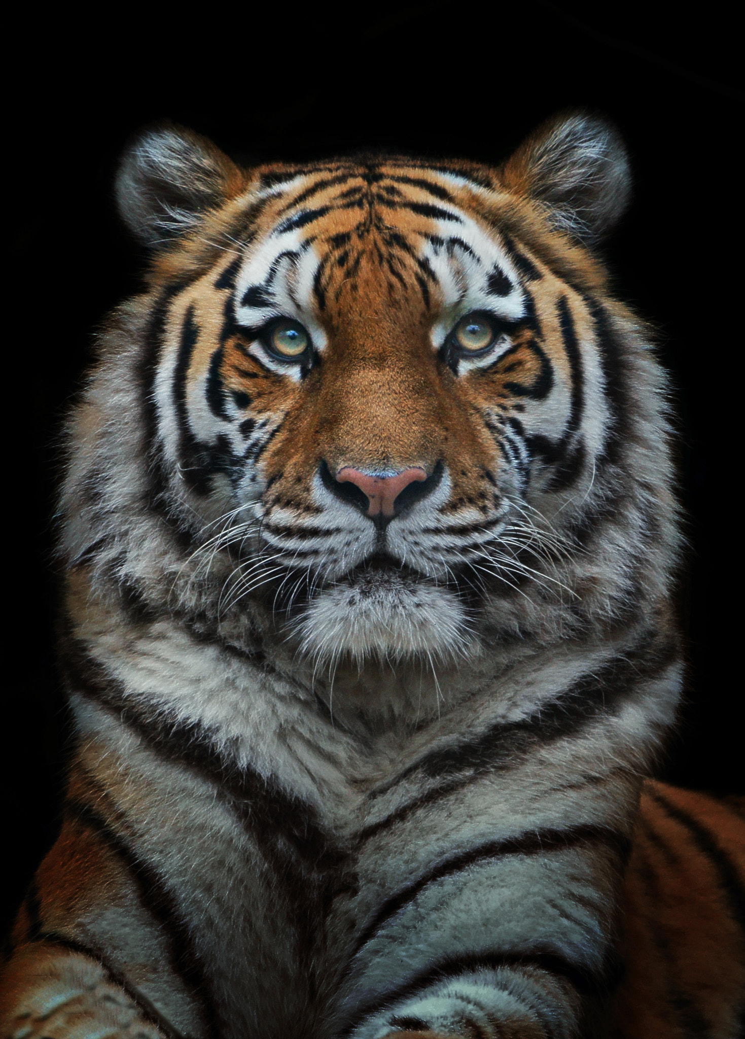 Sony 70-300mm F4.5-5.6 G SSM sample photo. Behold the king of the jungle photography