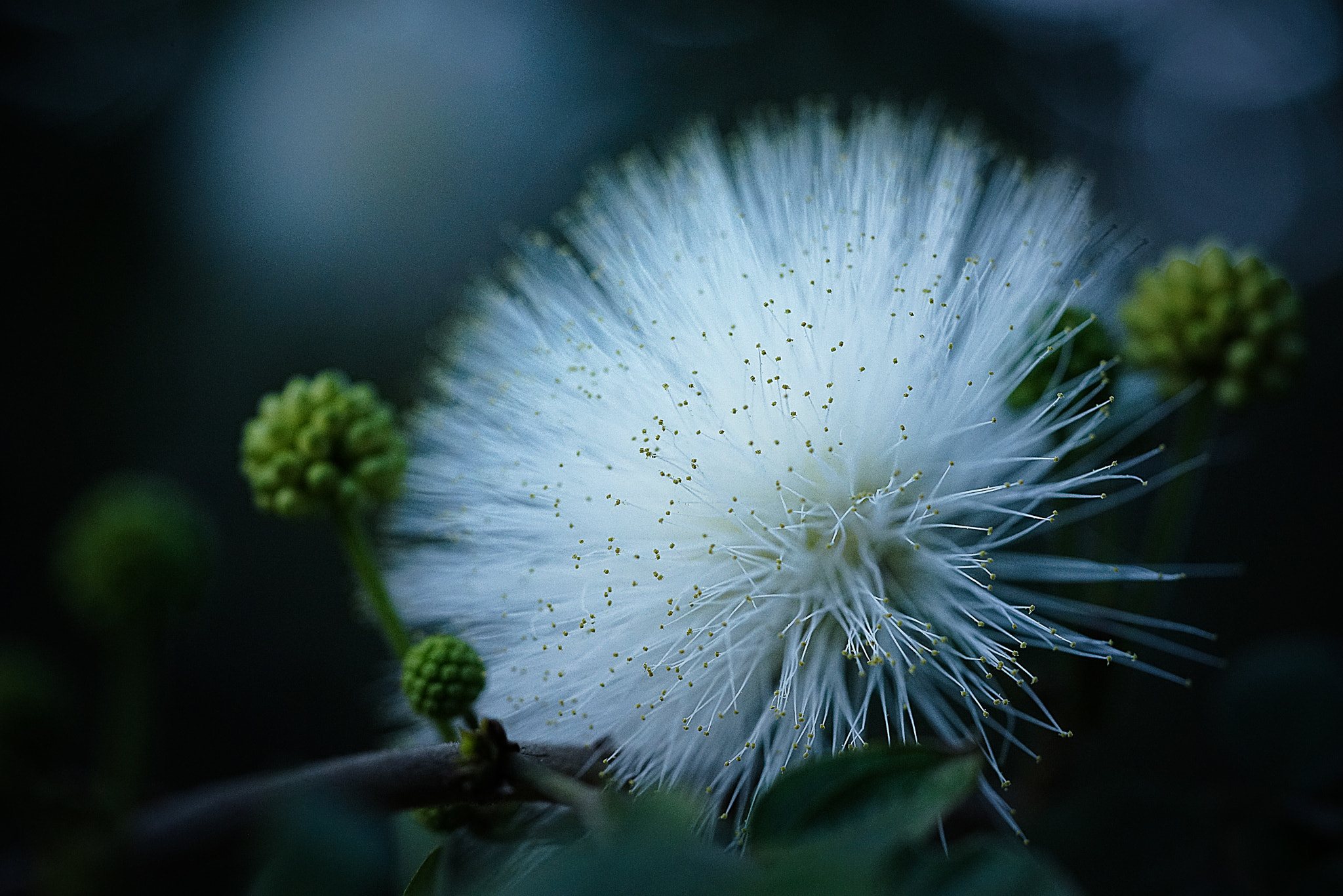 Sony a7R + Sony FE 90mm F2.8 Macro G OSS sample photo. Blooming.. photography