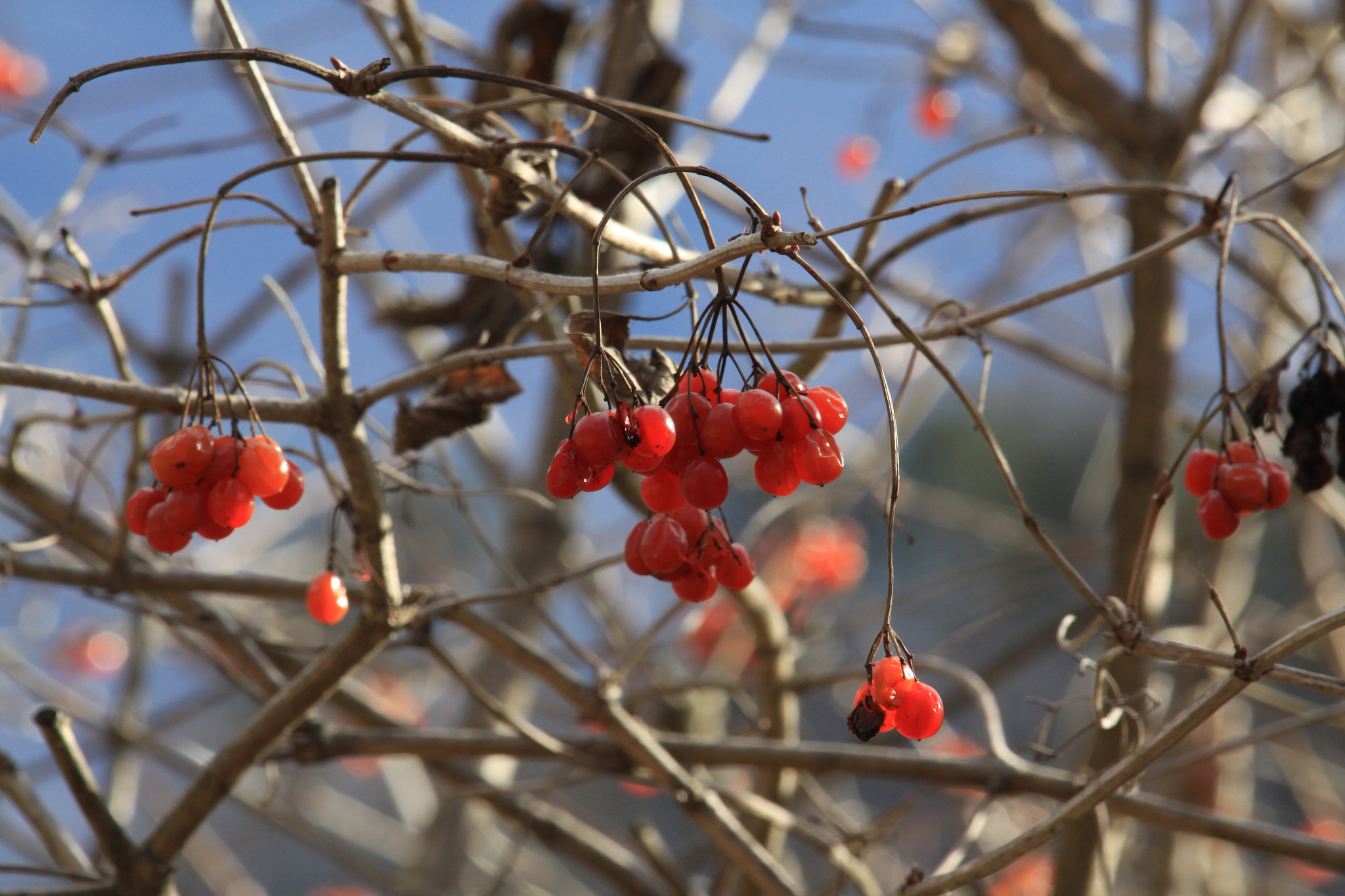 Canon EF-S 55-250mm F4-5.6 IS STM sample photo