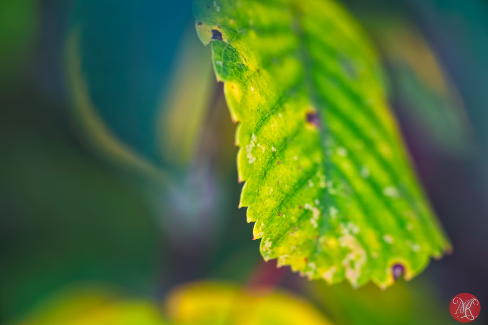 Fujifilm X-E2 + Fujifilm XF 60mm F2.4 R Macro sample photo. When fall tires all the leaves.. photography