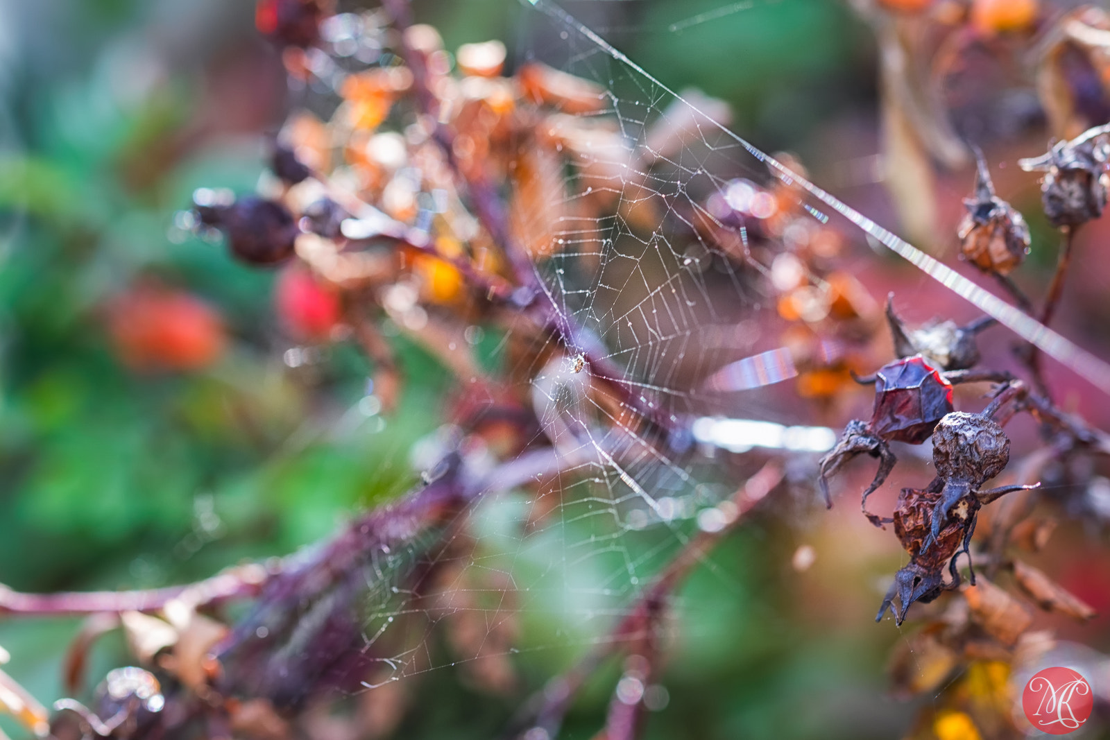 Fujifilm X-E2 + Fujifilm XF 60mm F2.4 R Macro sample photo. The hunt is on.. photography