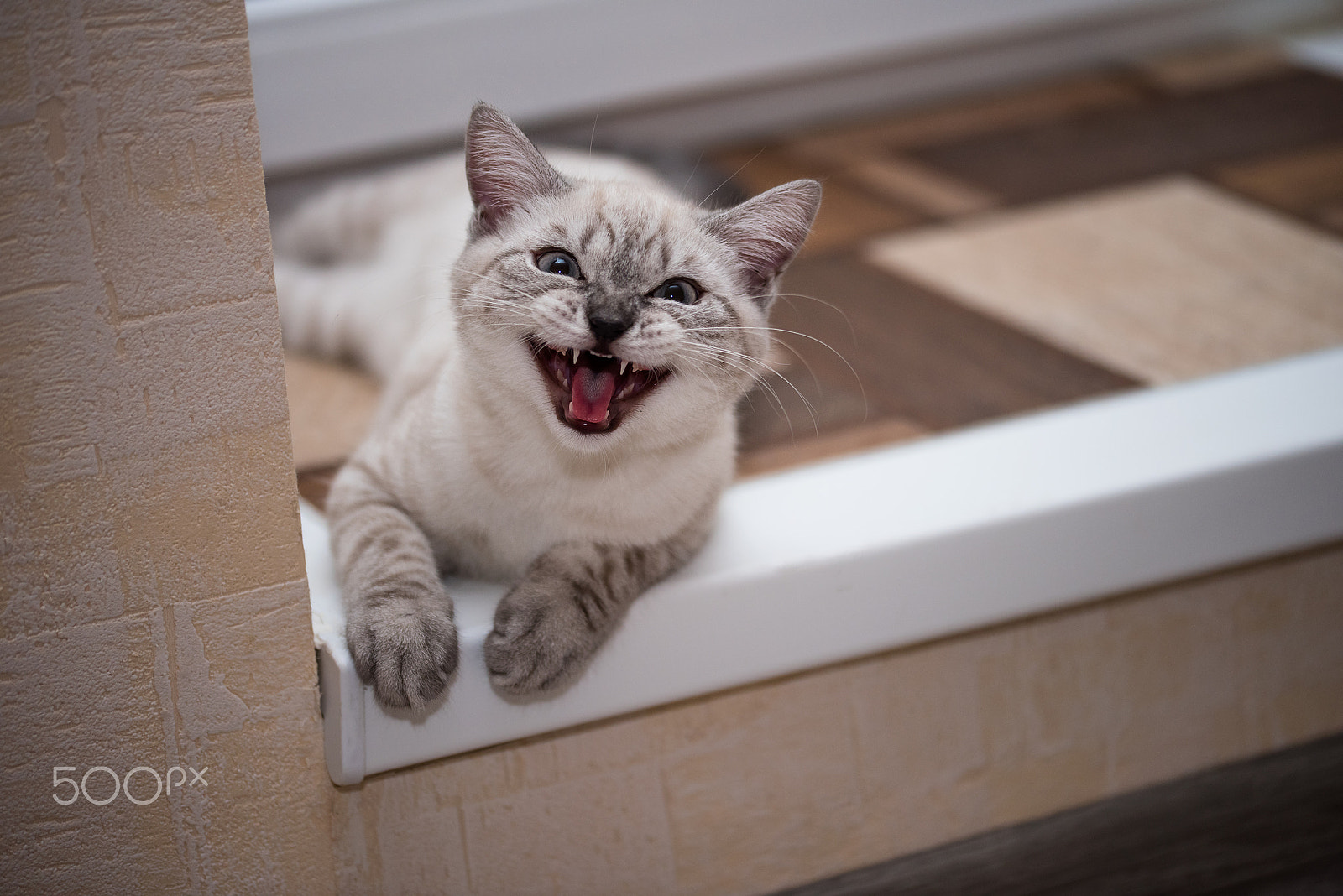 Sigma 105mm F2.8 EX DG OS HSM sample photo. You photograph? to smile? cheese!!! photography