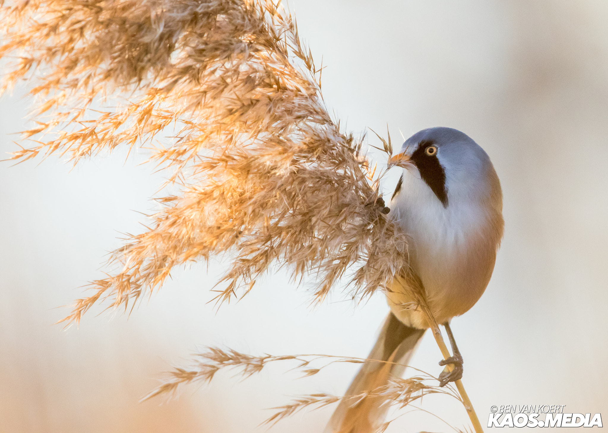 Canon EF 300mm F2.8L IS II USM sample photo. Bearded reedling photography