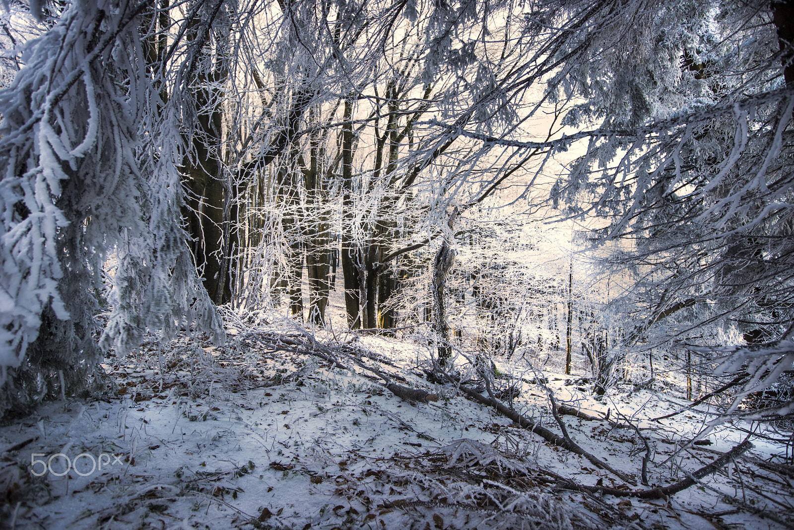 Sony a7R + Canon EF 16-35mm F2.8L II USM sample photo. Snow forest photography