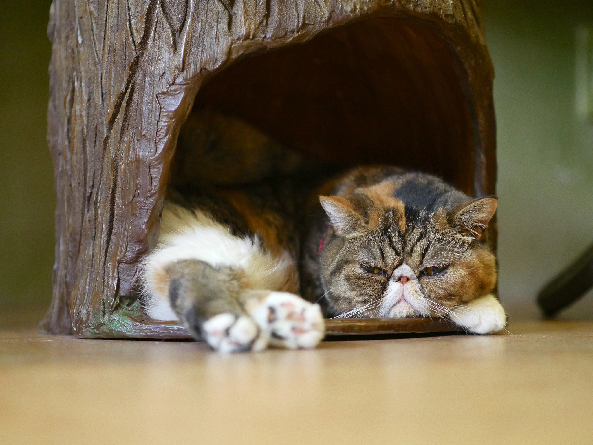 Panasonic Leica DG Nocticron 42.5mm F1.2 ASPH OIS sample photo. Cat cafe temari no ouchi photography