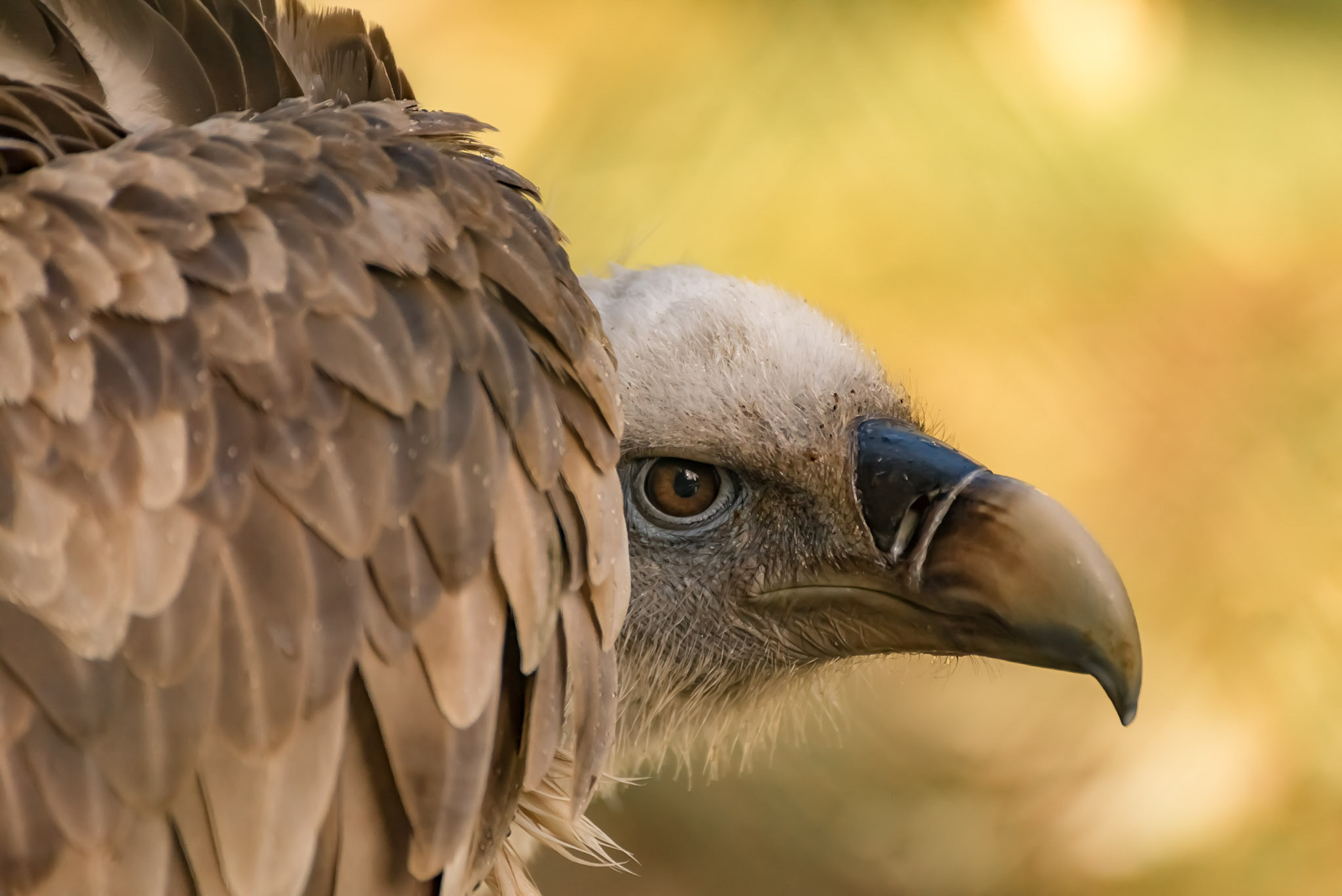 Tamron SP 70-300mm F4-5.6 Di VC USD sample photo. Vulture photography