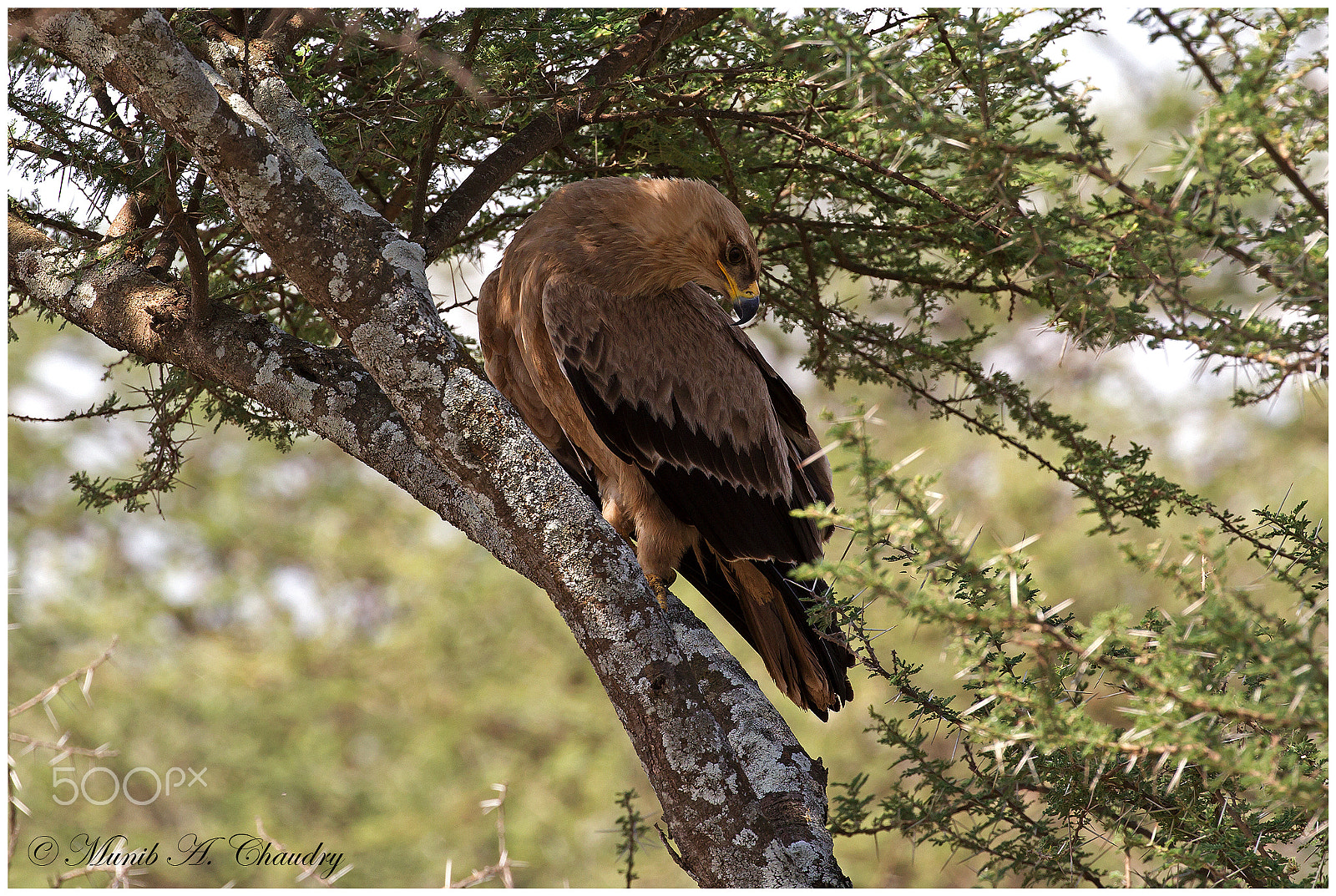 Canon EF 200-400mm F4L IS USM Extender 1.4x sample photo. The tawny raptor! photography