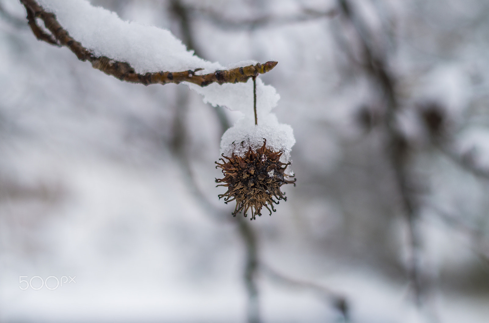 Pentax K-30 + Pentax smc DA 50mm F1.8 sample photo. Stickerball in the snow photography