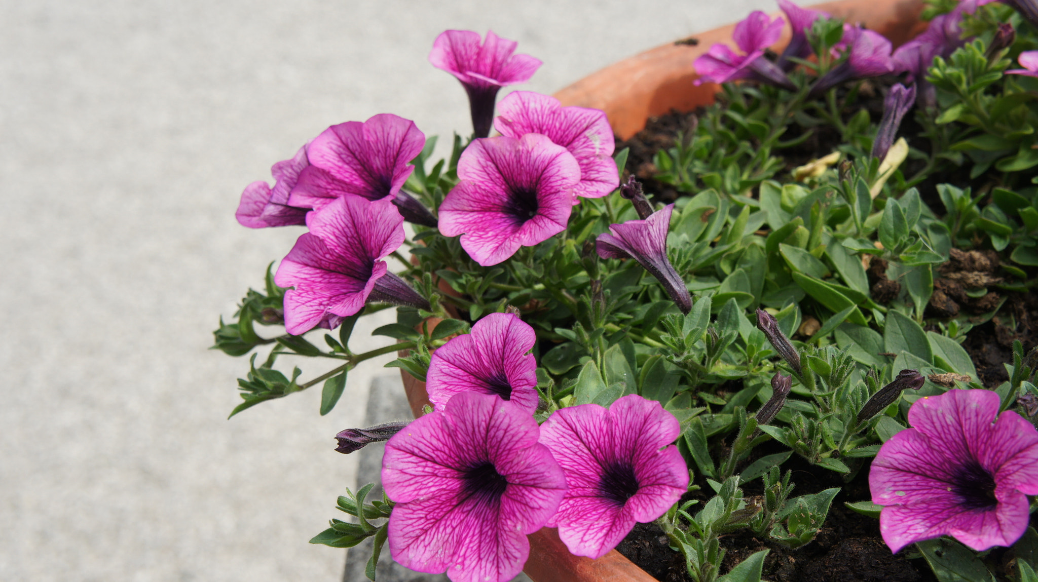 Tamron 18-200mm F3.5-6.3 Di III VC sample photo. Summery photography