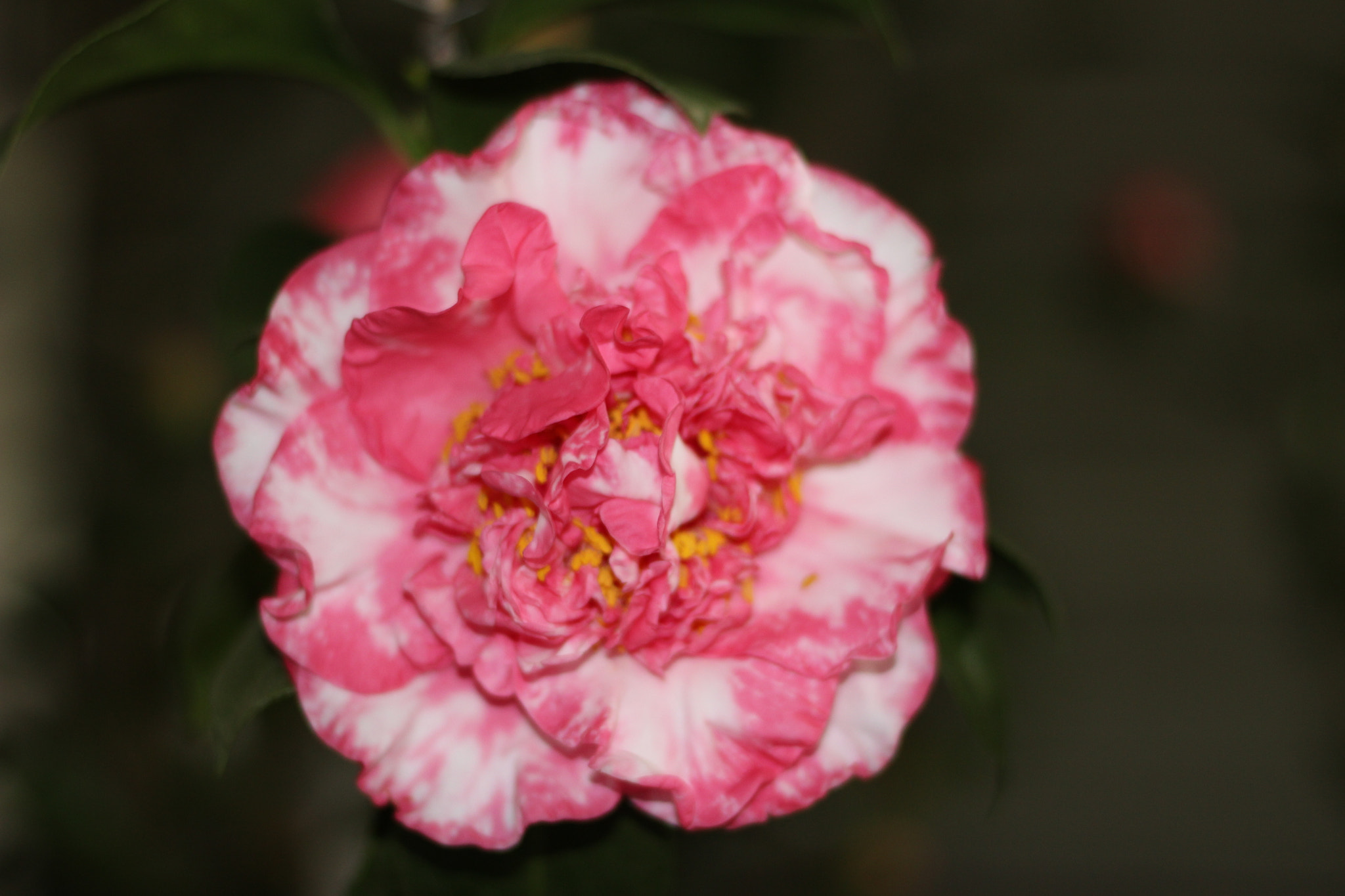 Canon EOS 100D (EOS Rebel SL1 / EOS Kiss X7) sample photo. Lauren tutor pink variegated photography