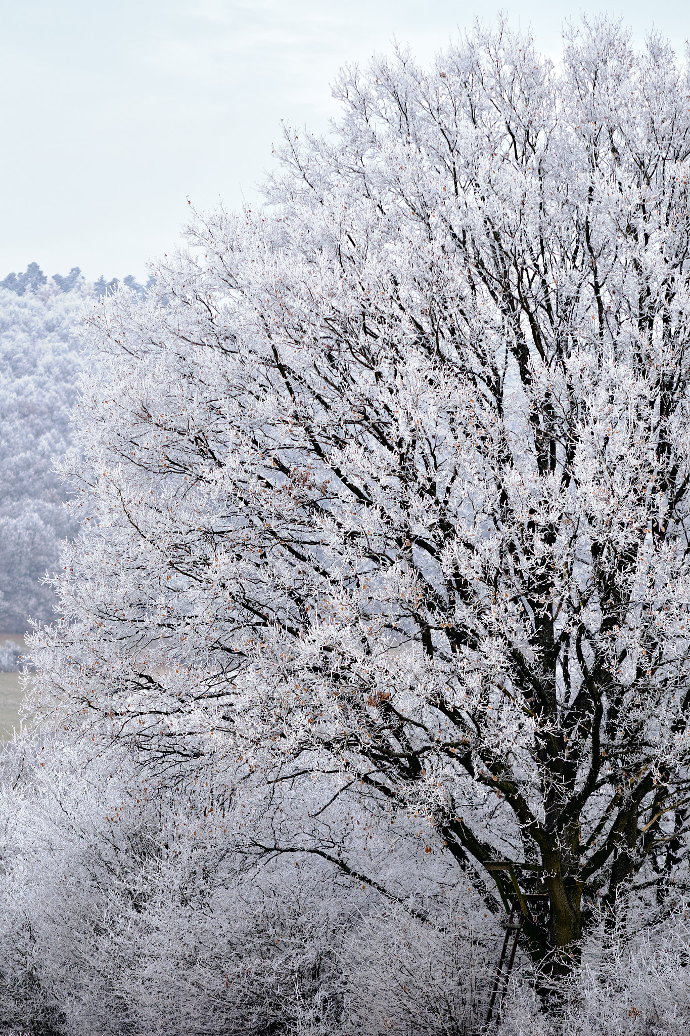 Fujifilm X-Pro2 + Fujifilm XF 90mm F2 R LM WR sample photo. Winter blossom photography
