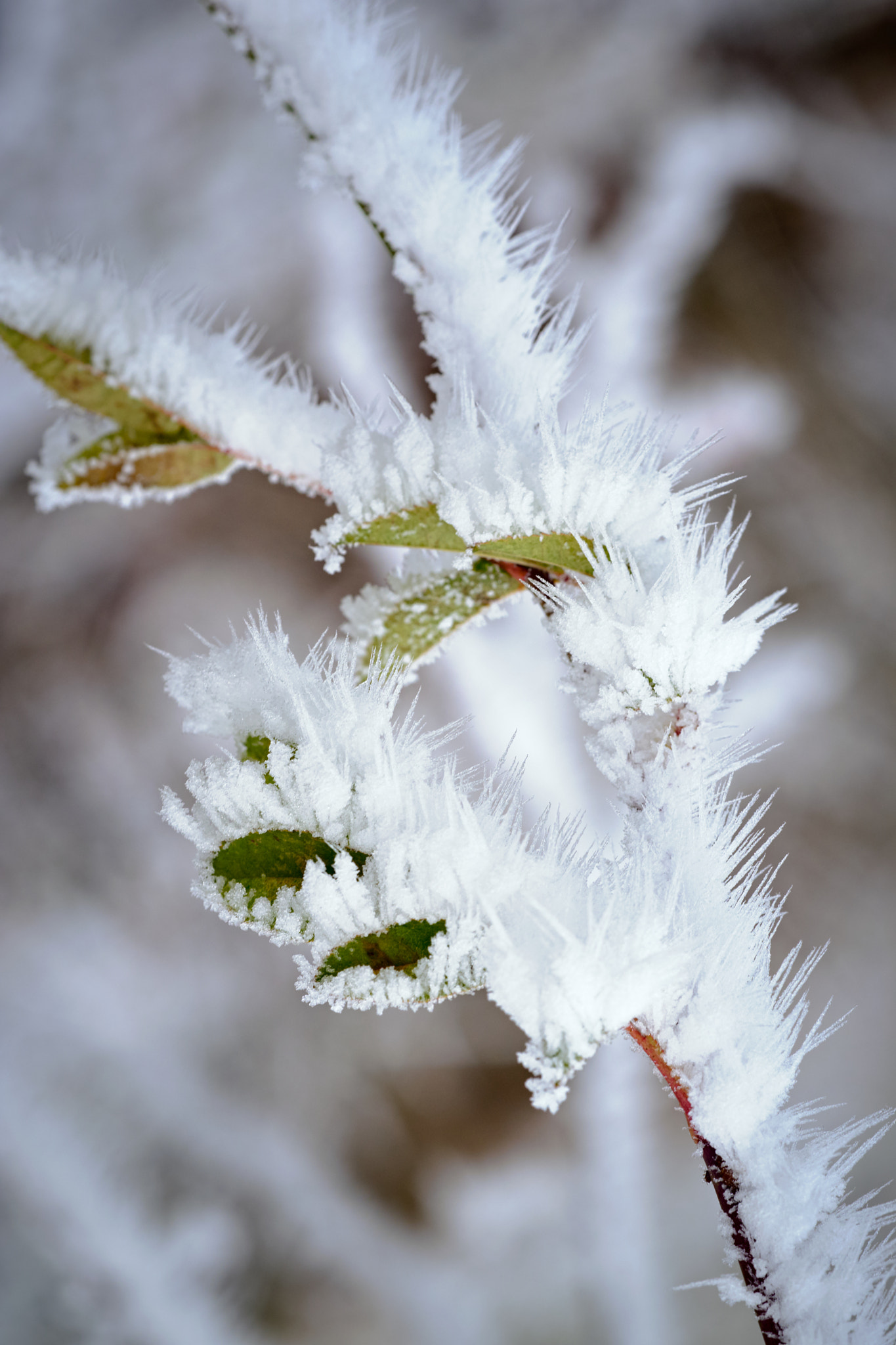 Fujifilm X-Pro2 + Fujifilm XF 90mm F2 R LM WR sample photo. Winter leafs photography
