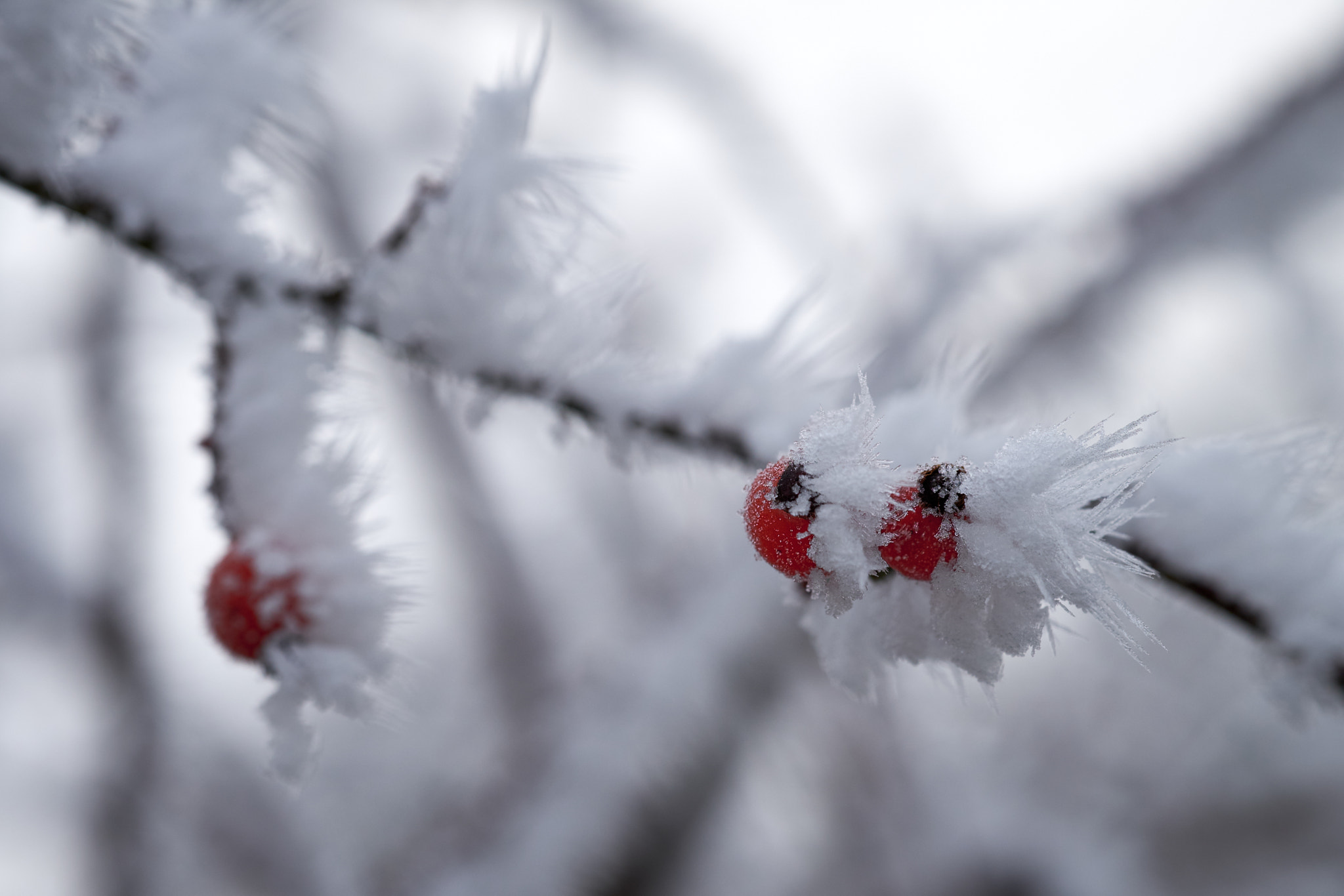Fujifilm X-Pro2 + Fujifilm XF 90mm F2 R LM WR sample photo. Winter fruit photography