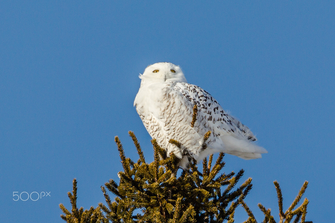 Canon EF 500mm F4L IS USM sample photo