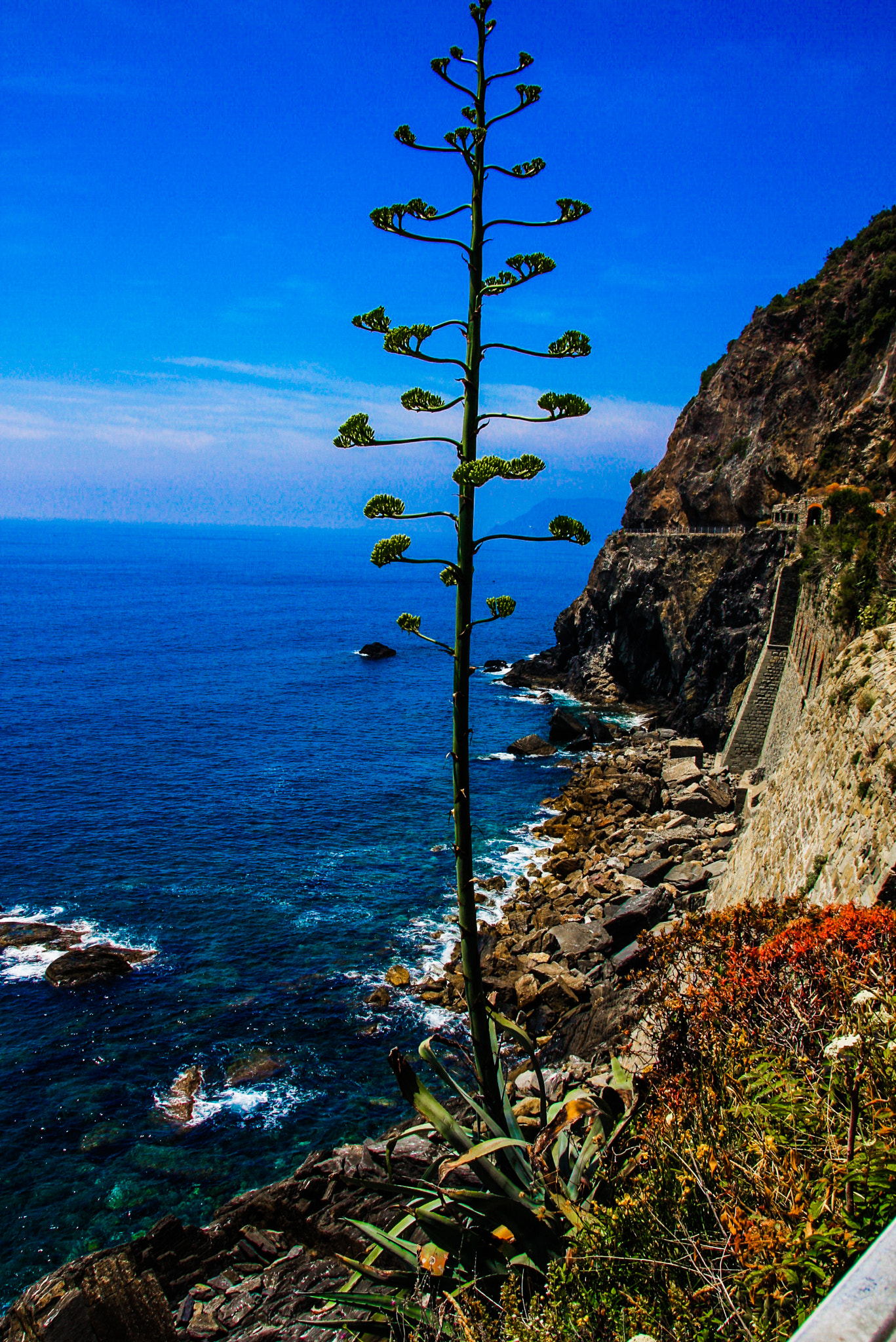 Canon EOS 40D + Sigma 18-250mm F3.5-6.3 DC OS HSM sample photo. Agave plant growing in the cinque terre photography