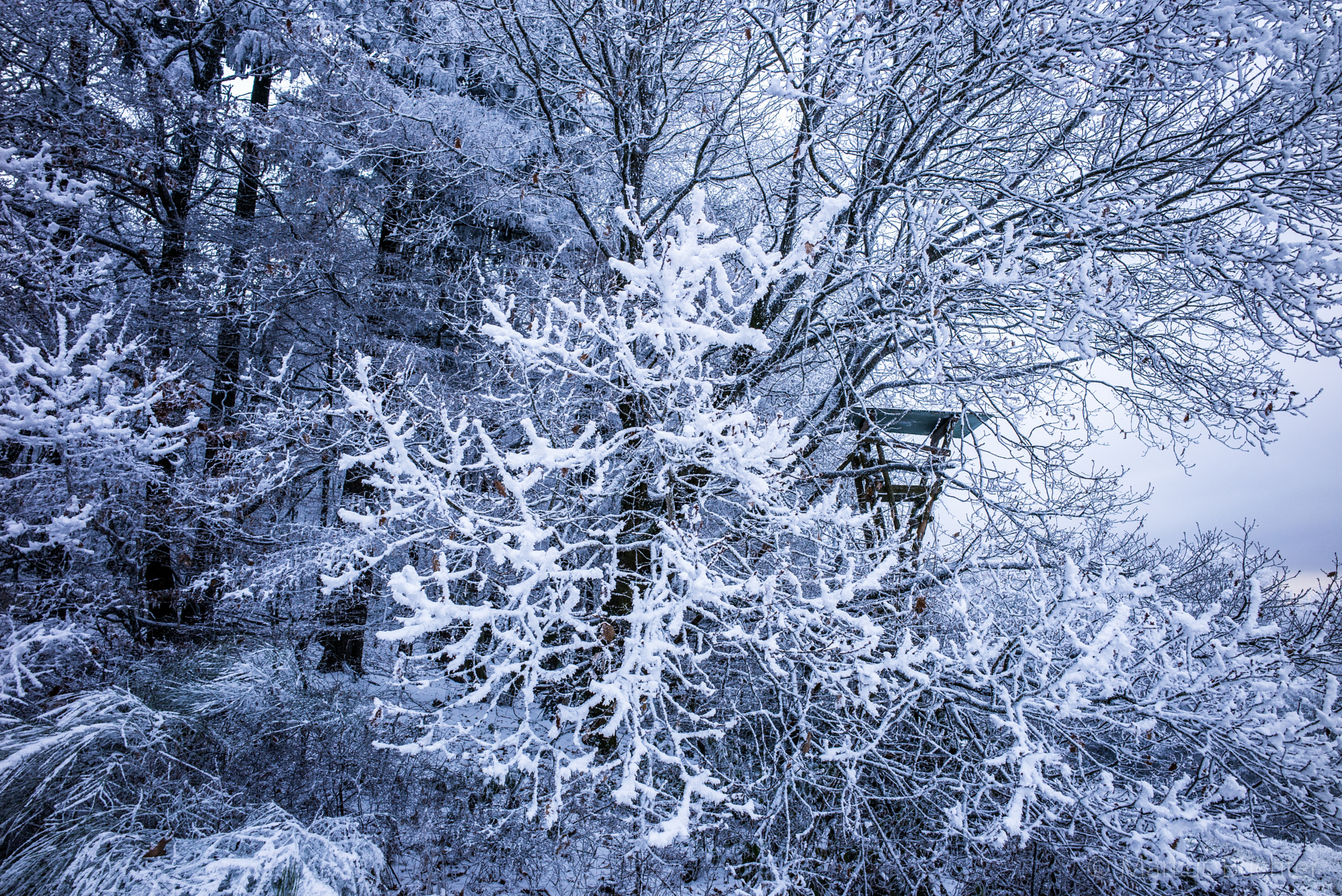 Leica Super-Elmar-M 21mm F3.4 ASPH sample photo. Winter photography
