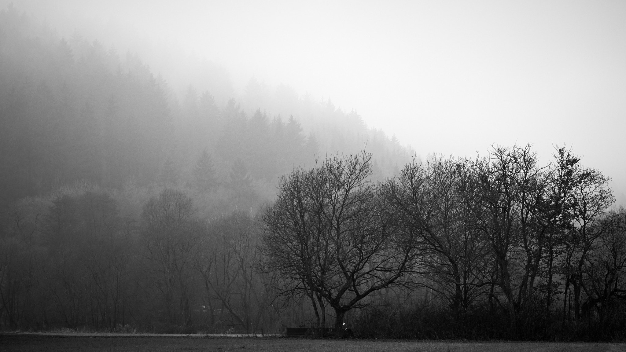 Fujifilm X-Pro2 + Fujifilm XF 90mm F2 R LM WR sample photo. Trees in the mist photography