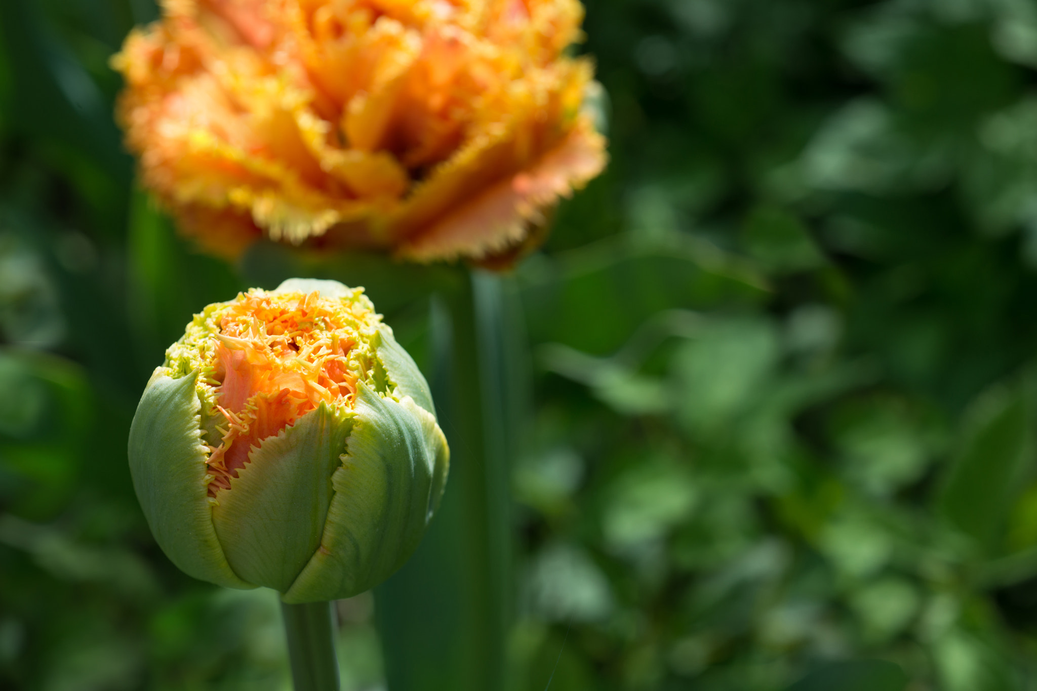 Nikon D800 + Nikon AF Micro-Nikkor 60mm F2.8D sample photo. Flowers orange tulips photography