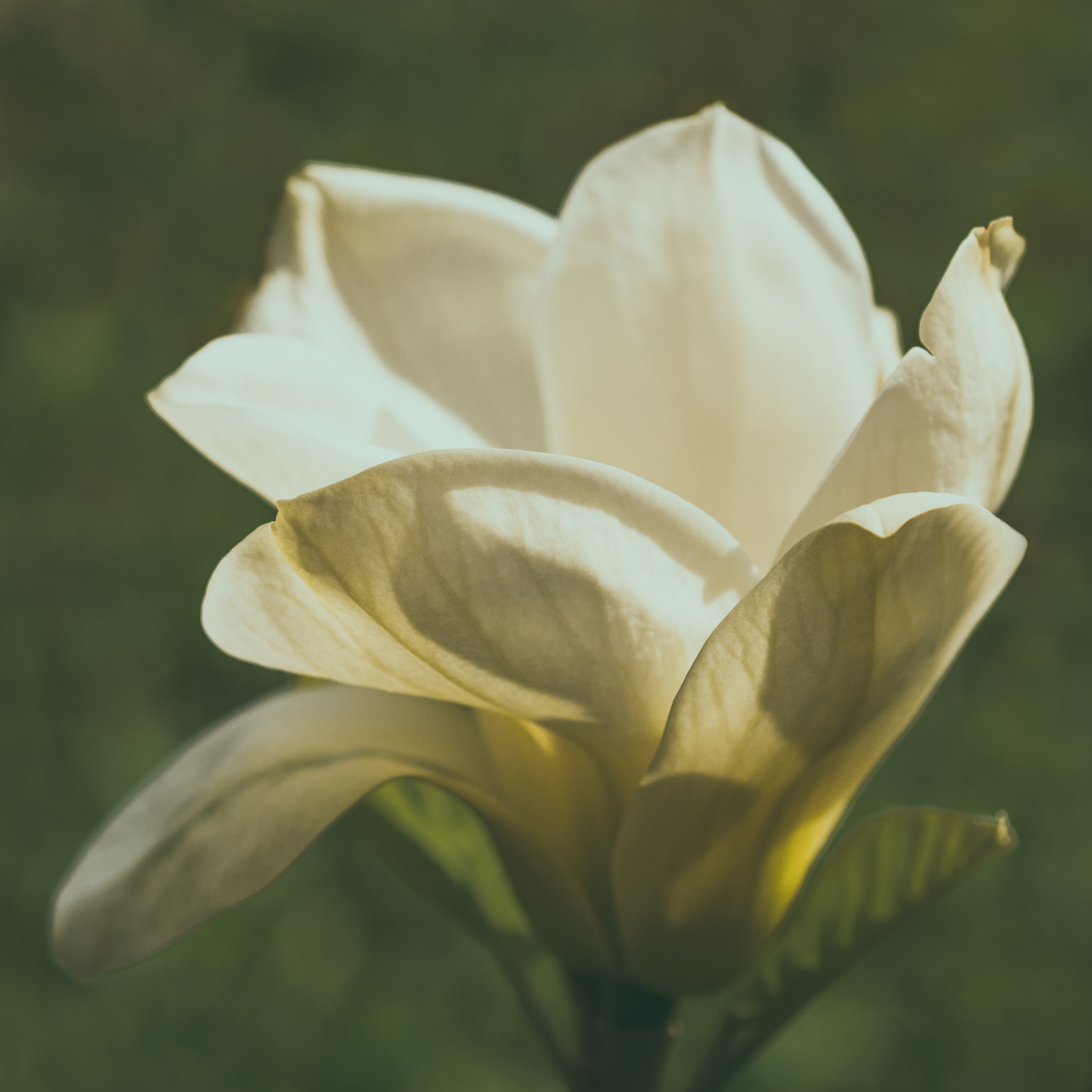 Nikon D800 + Nikon AF Micro-Nikkor 60mm F2.8D sample photo. White magnolia photography