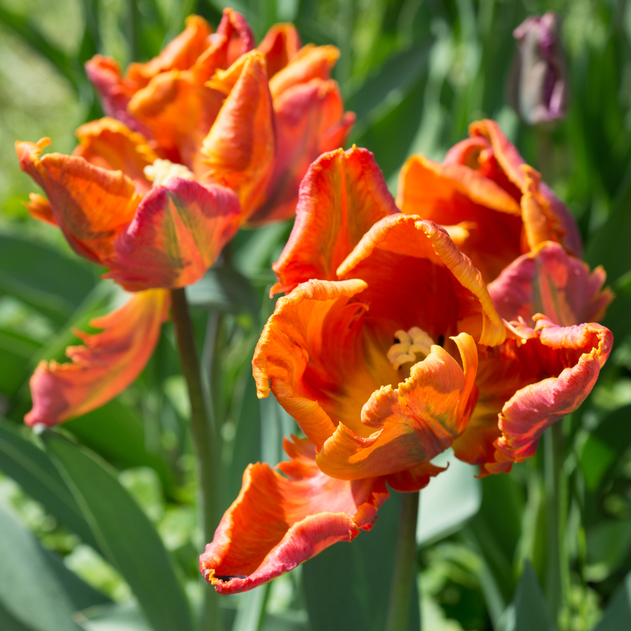 Nikon D800 + Nikon AF Micro-Nikkor 60mm F2.8D sample photo. Tulips photography