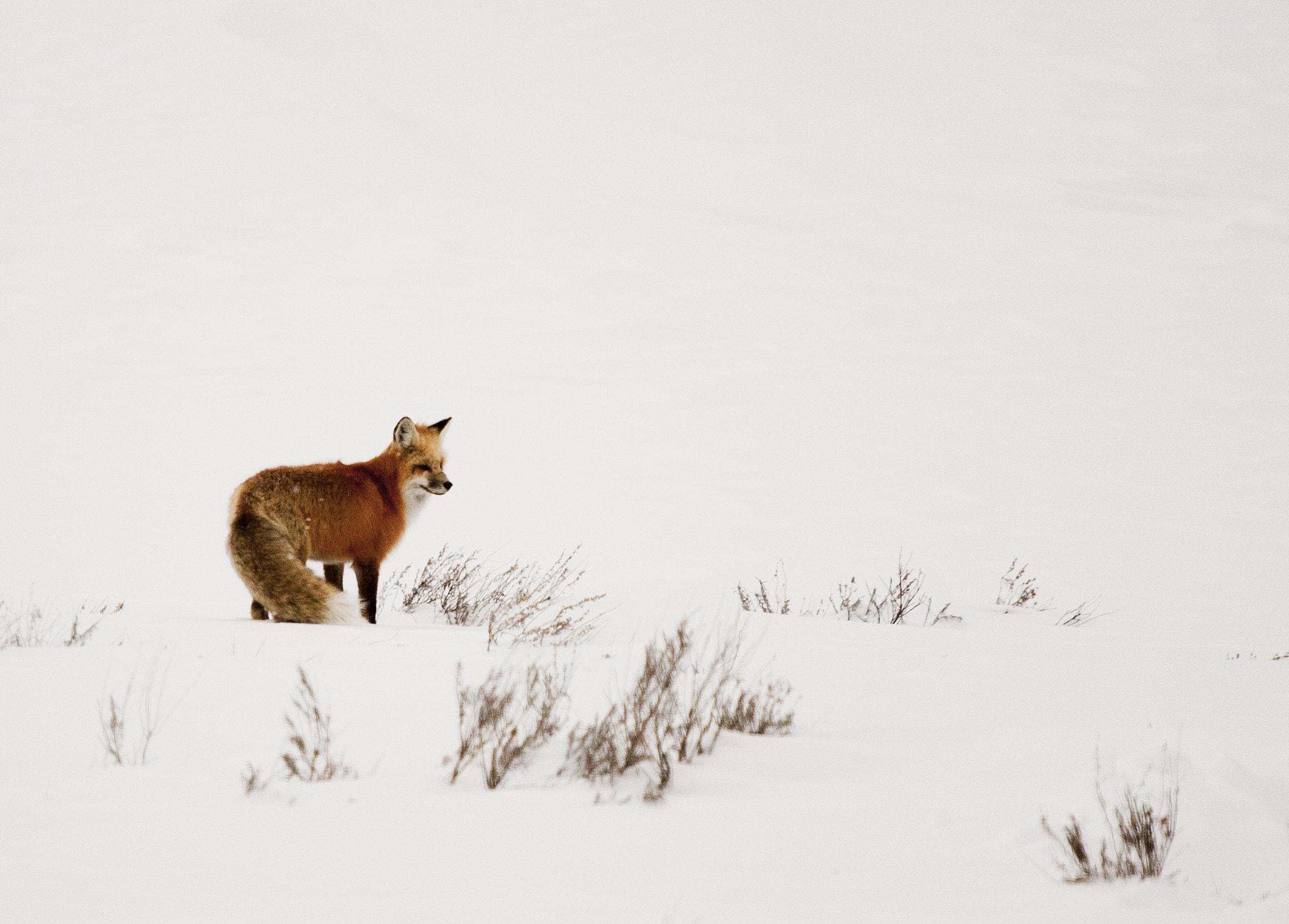 Canon EOS 1000D (EOS Digital Rebel XS / EOS Kiss F) sample photo. Foxy. yellowstone winter 2016. photography