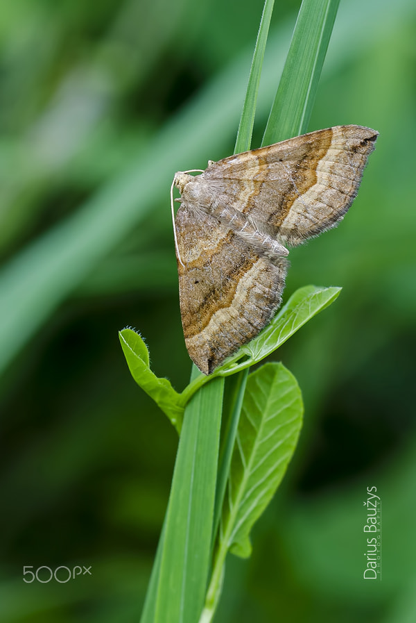 Nikon D7000 + Sigma 150mm F2.8 EX DG OS Macro HSM sample photo. Moth photography