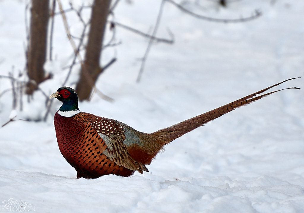 Nikon D500 sample photo. Common pheasant (phasianus colchicus) photography