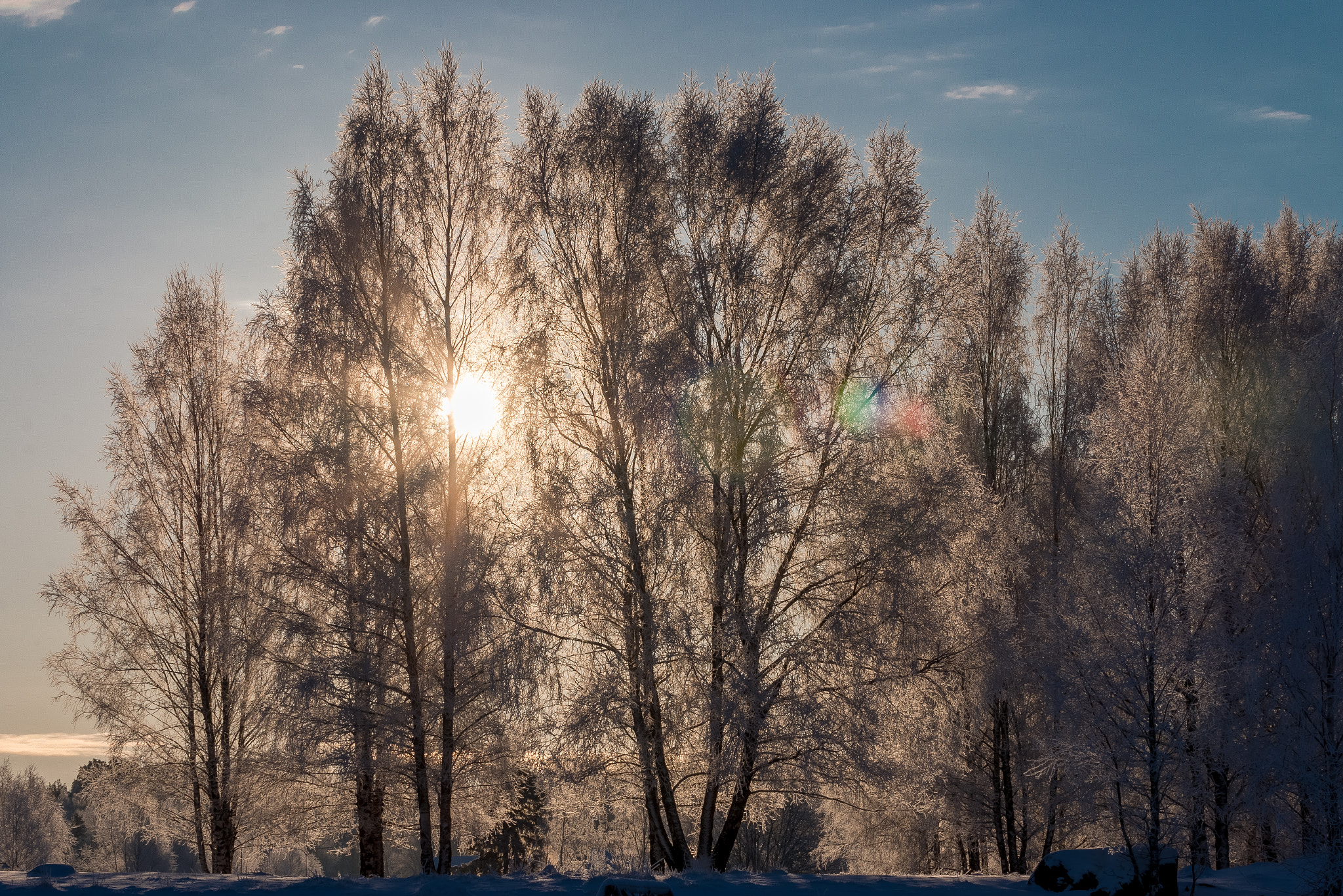 Canon EF 70-300mm F4-5.6L IS USM sample photo. Snowy birch tree in backlight photography