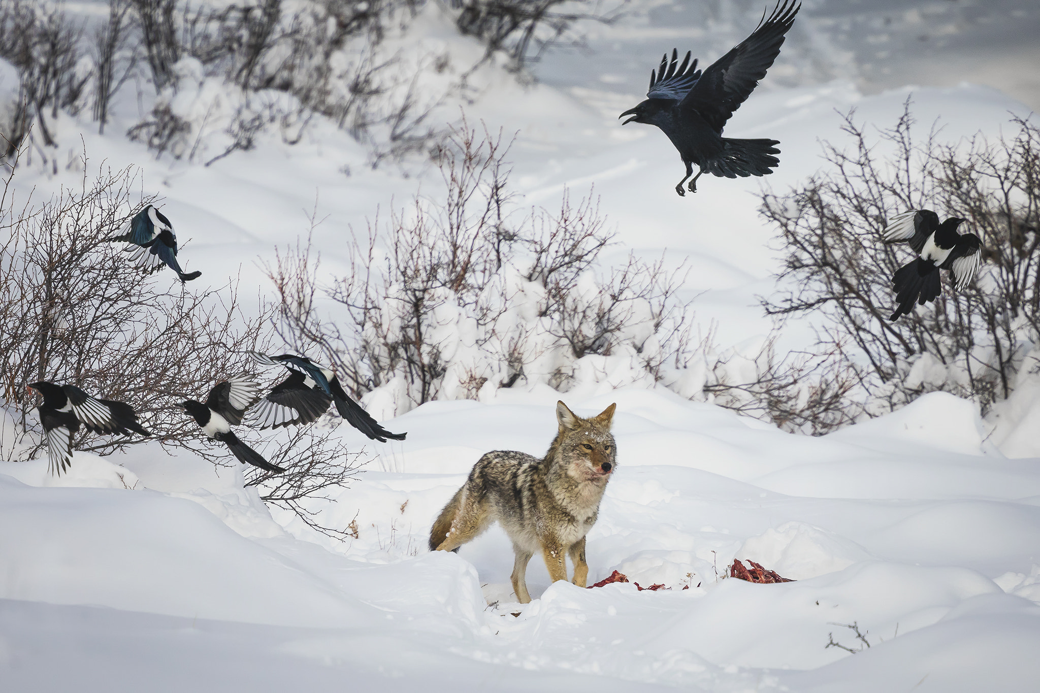 Canon EOS 5D Mark IV + Canon EF 400mm F4 DO IS II USM sample photo. Circle of life photography