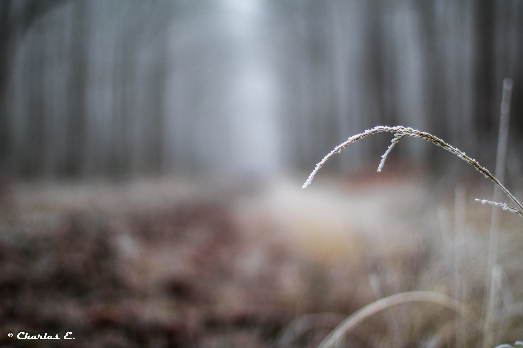 Canon EOS 750D (EOS Rebel T6i / EOS Kiss X8i) + Canon EF 50mm F1.4 USM sample photo. Forêt en hiver photography