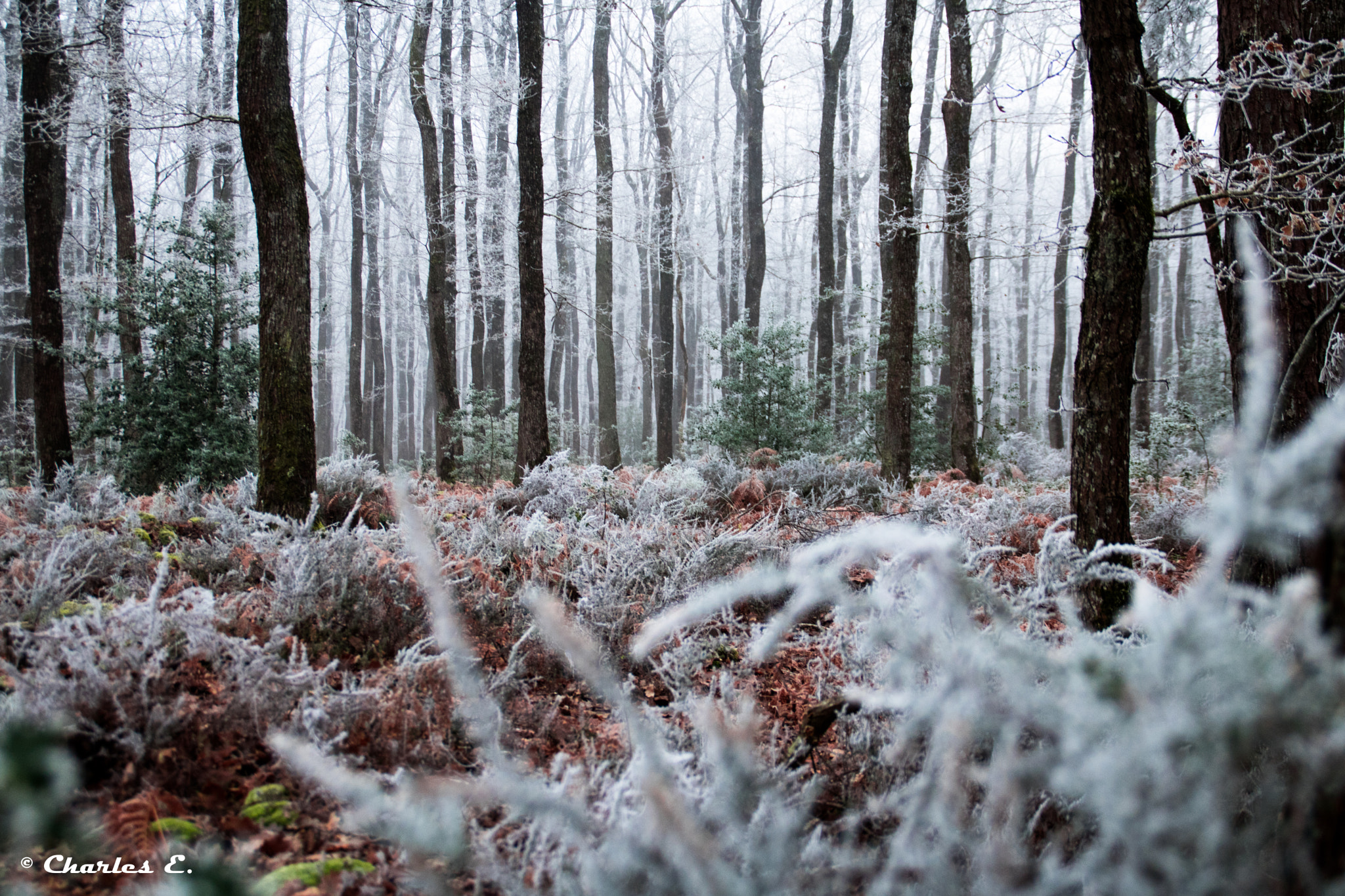 Canon EOS 750D (EOS Rebel T6i / EOS Kiss X8i) sample photo. Forêt en hiver photography