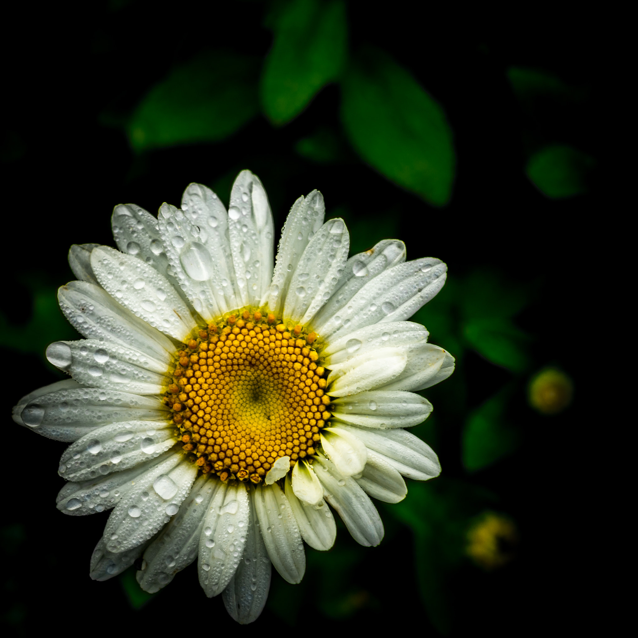 Sony Alpha NEX-7 sample photo. Daisy photography