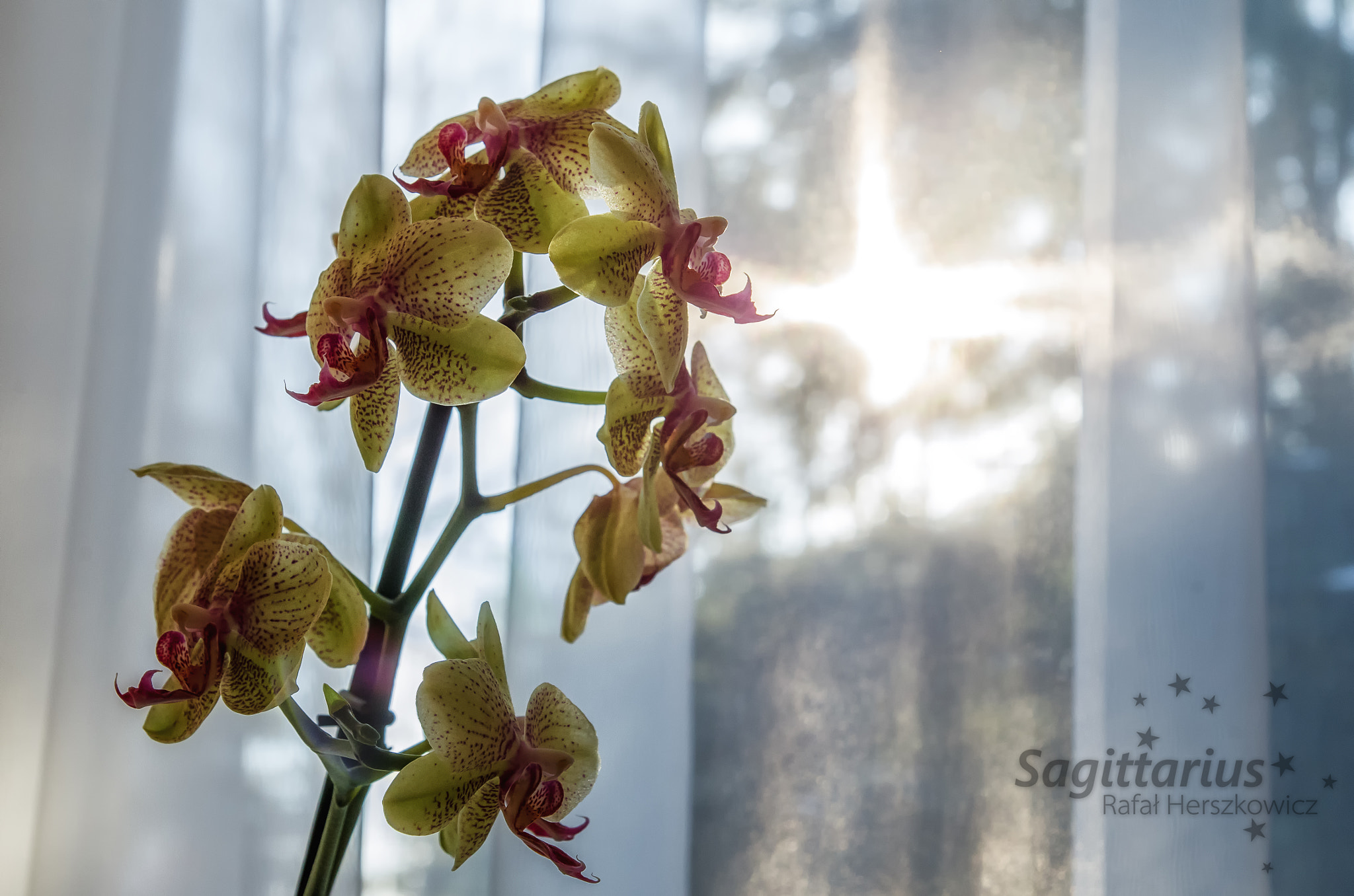 Pentax K-30 + Tamron SP AF 17-50mm F2.8 XR Di II LD Aspherical (IF) sample photo. Orchidea in the sunshine (6/365) photography