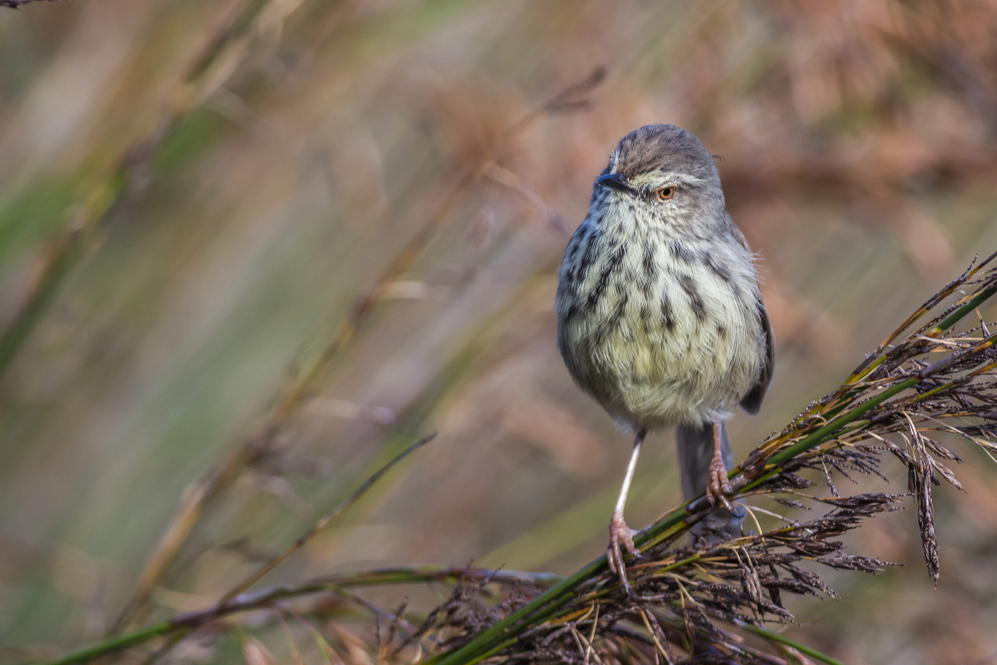 Nikon D800 + Nikon AF-S Nikkor 300mm F4D ED-IF sample photo. Karoo prinia on restios photography