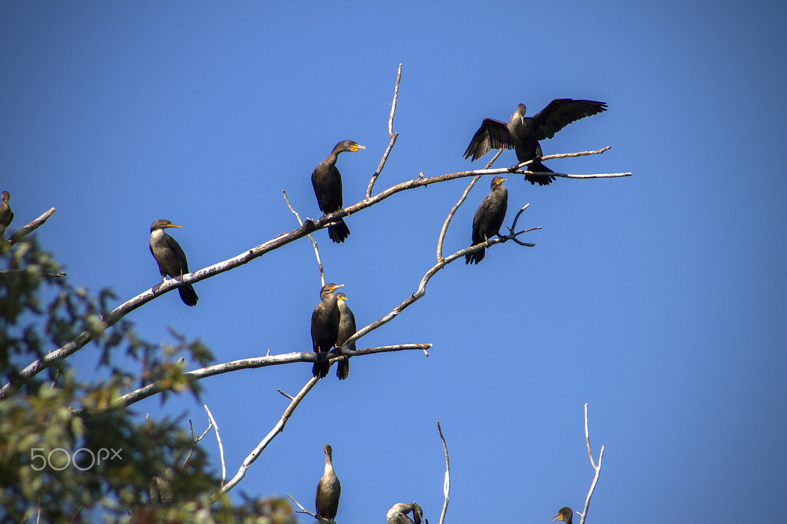 Canon EF 75-300mm f/4-5.6 USM sample photo. Perch photography