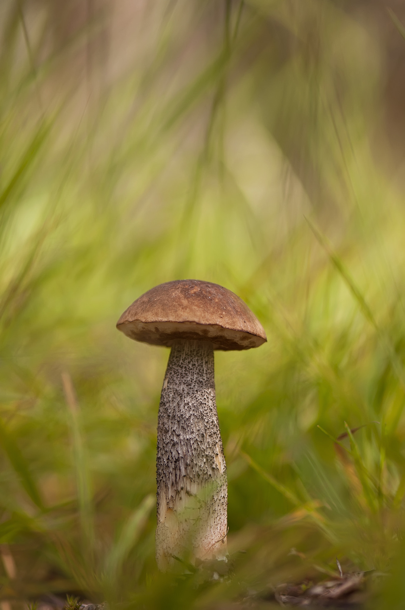 Nikon AF-S Micro-Nikkor 105mm F2.8G IF-ED VR sample photo. В зелёном пламени photography