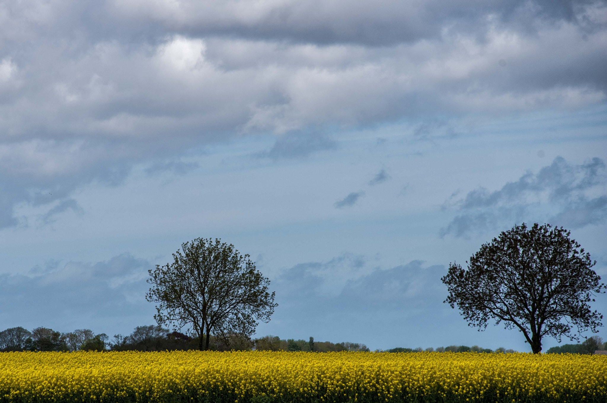 Nikon AF-Nikkor 80-200mm F2.8D ED sample photo. Dutch landscape photography
