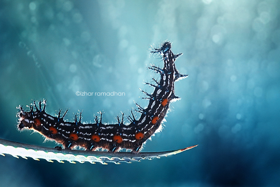 Canon EOS 50D sample photo. Alone  photography