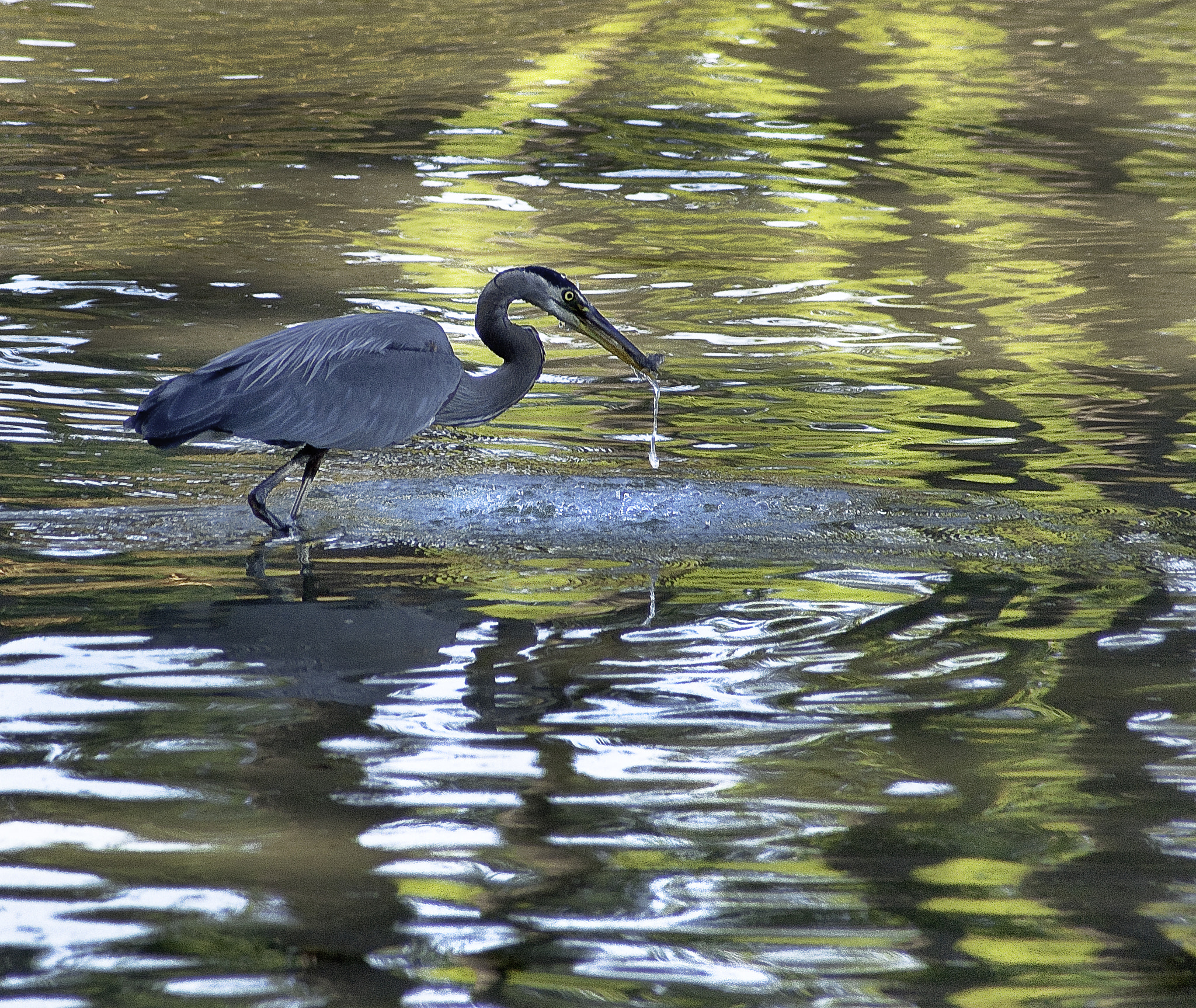 Sony Alpha DSLR-A700 sample photo. Gbh photography