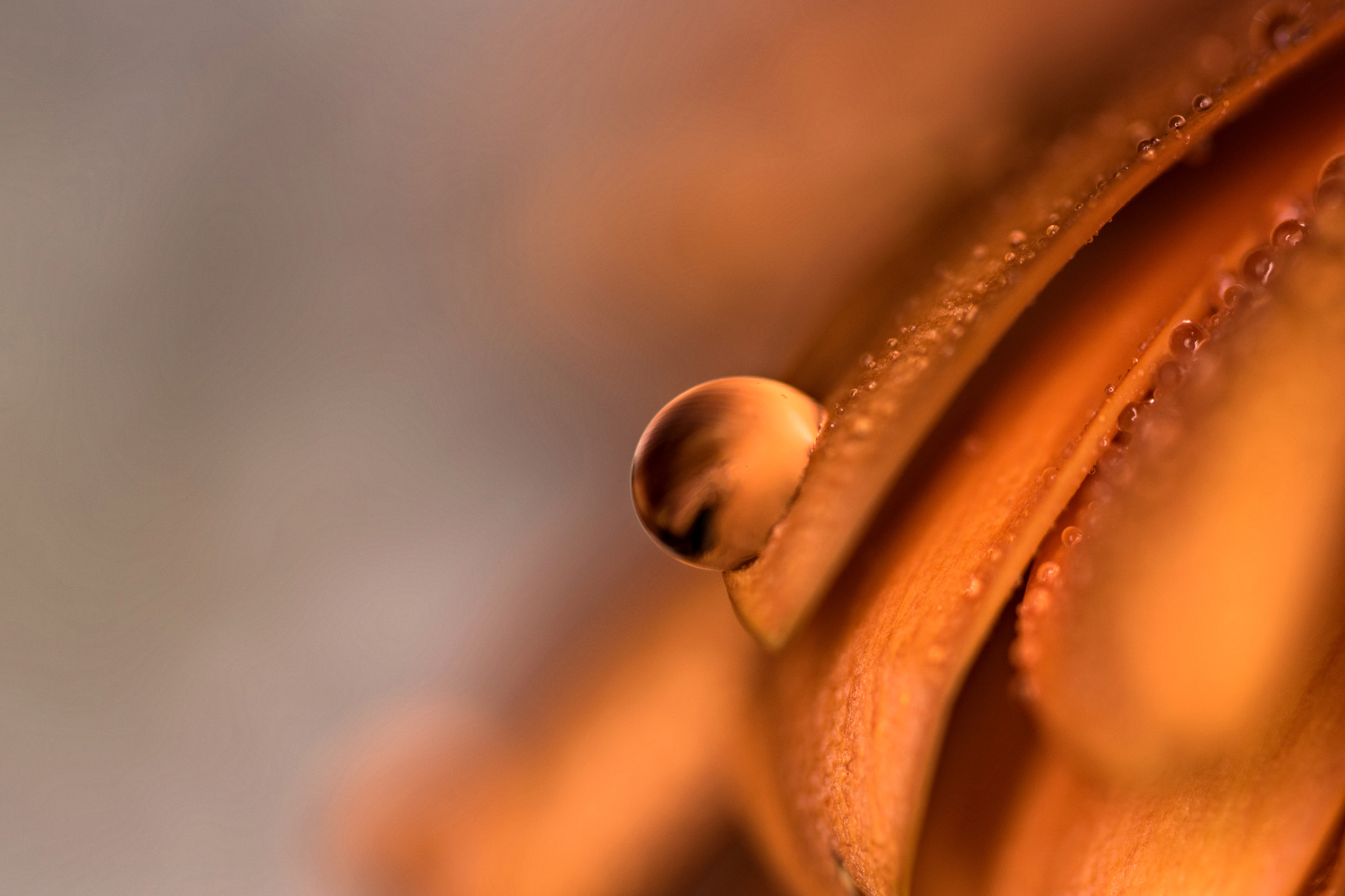 Sigma 105mm F2.8 EX DG OS HSM sample photo. Drop photography
