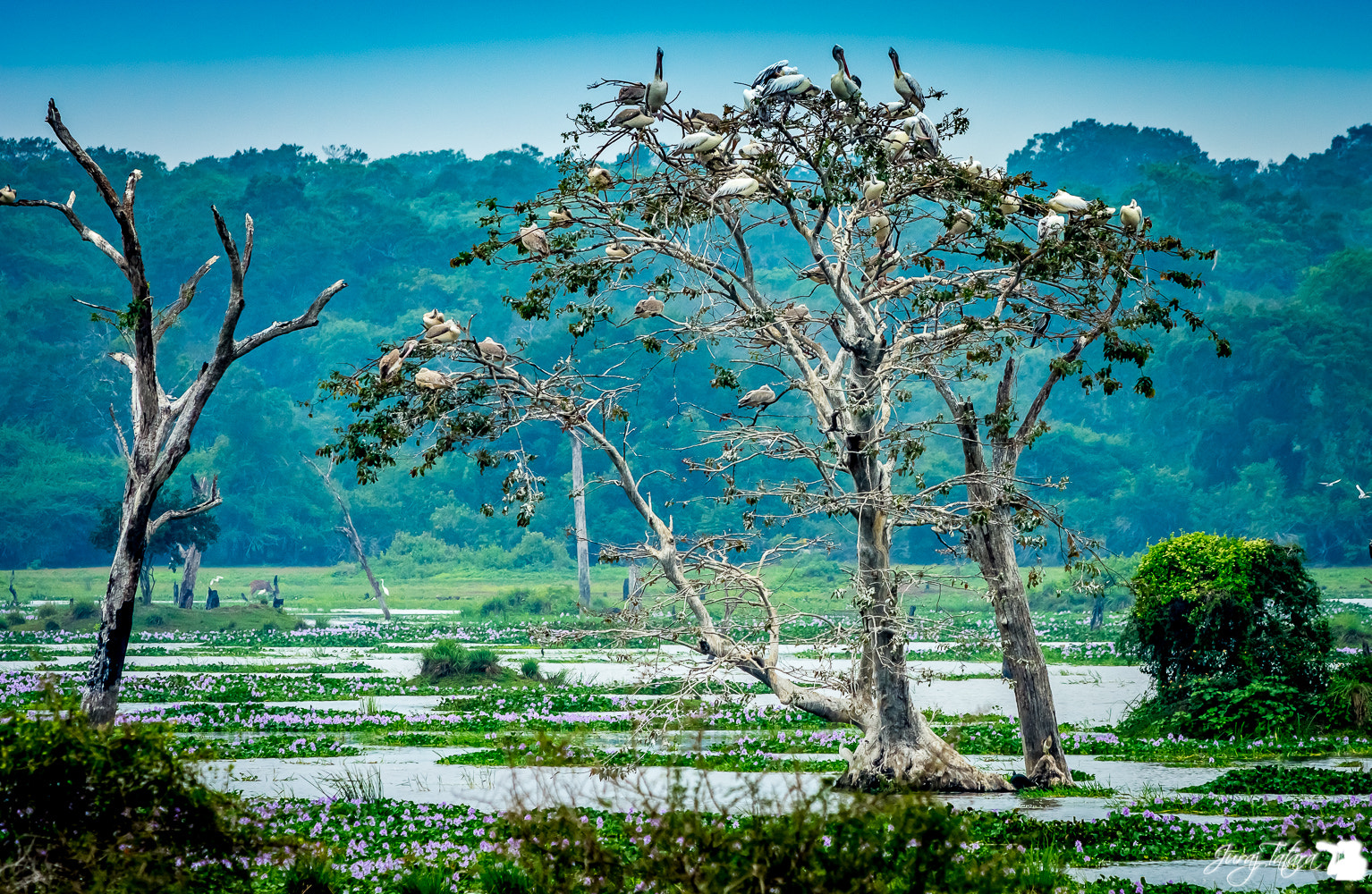 Nikon AF-S Nikkor 70-200mm F4G ED VR sample photo. The tree of the life photography