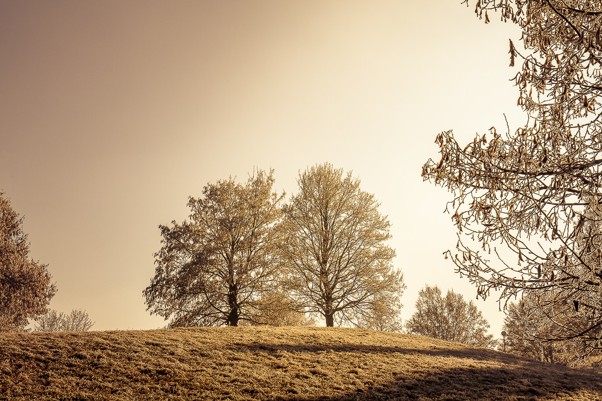 Canon EF 16-35mm F4L IS USM sample photo. Golden winter day photography