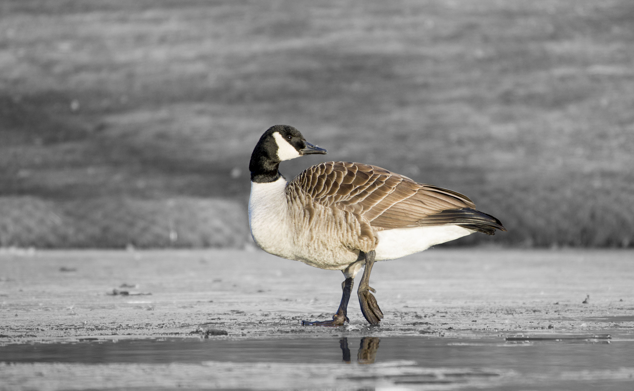 Pentax K-3 sample photo. Canadian goose photography