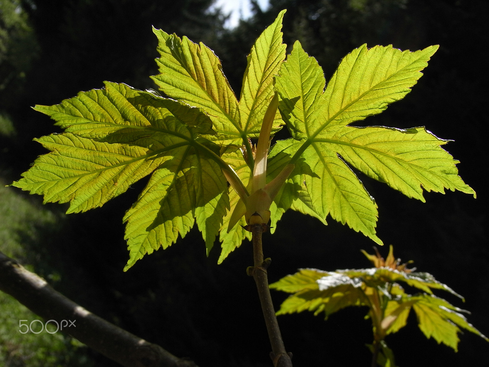 Ricoh Caplio R7 sample photo. Chestnut leaves photography