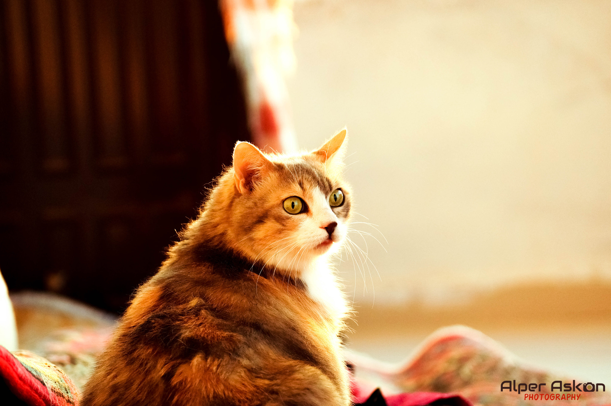 Sony DT 55-300mm F4.5-5.6 SAM sample photo. My pet :) photography