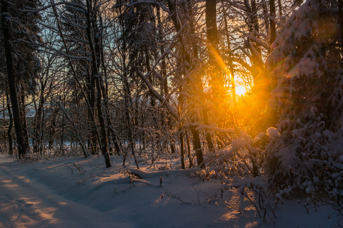 Samsung NX1100 + Samsung NX 20-50mm F3.5-5.6 ED sample photo. Winter 2017 photography