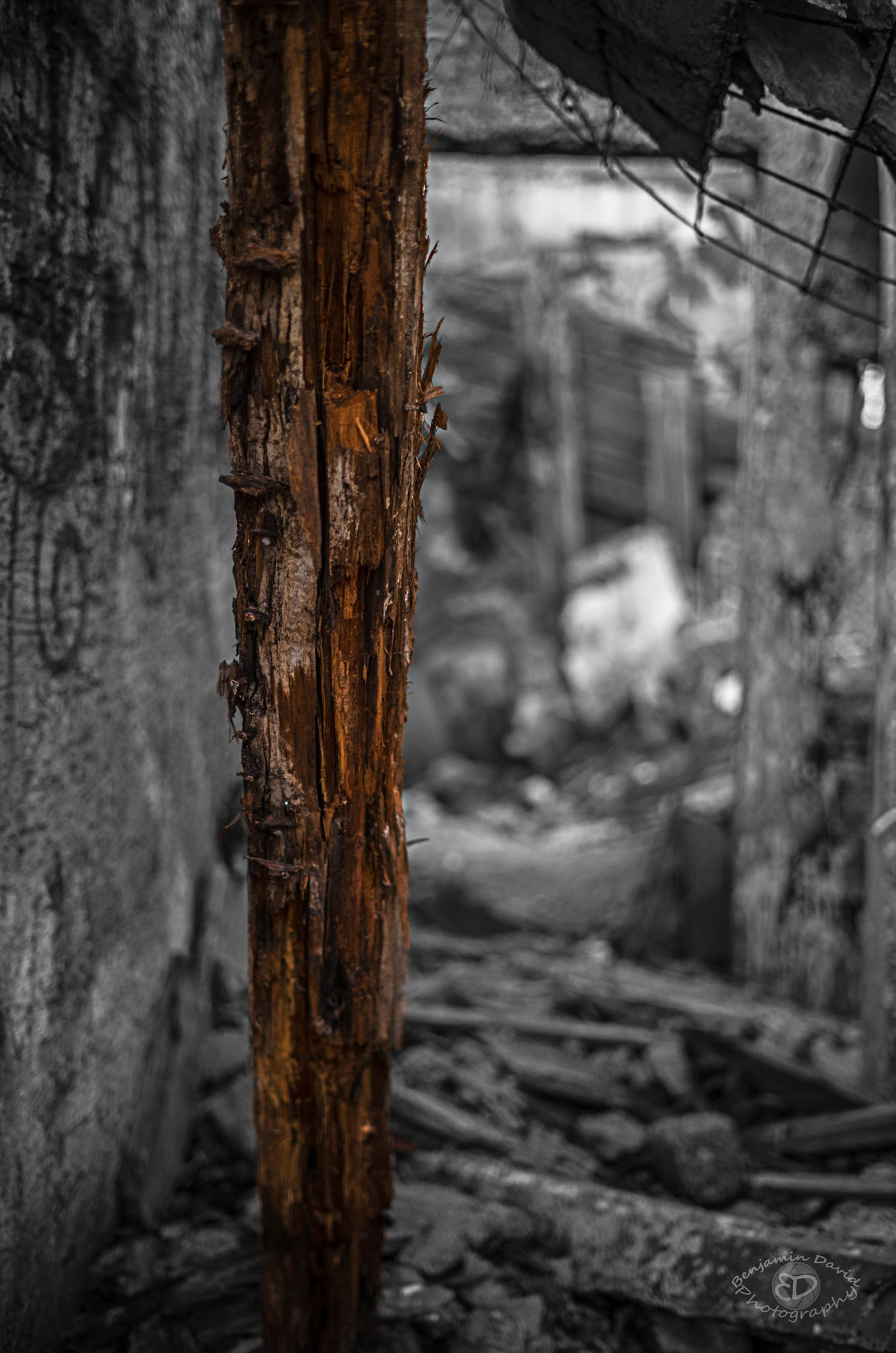 Sony a7R II + Sony FE 50mm F1.8 sample photo. Wood can be in color photography